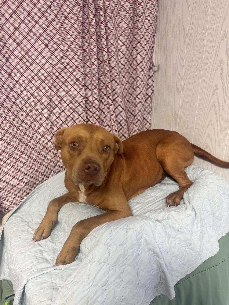 Bernie, Adoptable, Senior Male Staffordshire Bull Terrier & American Bully.