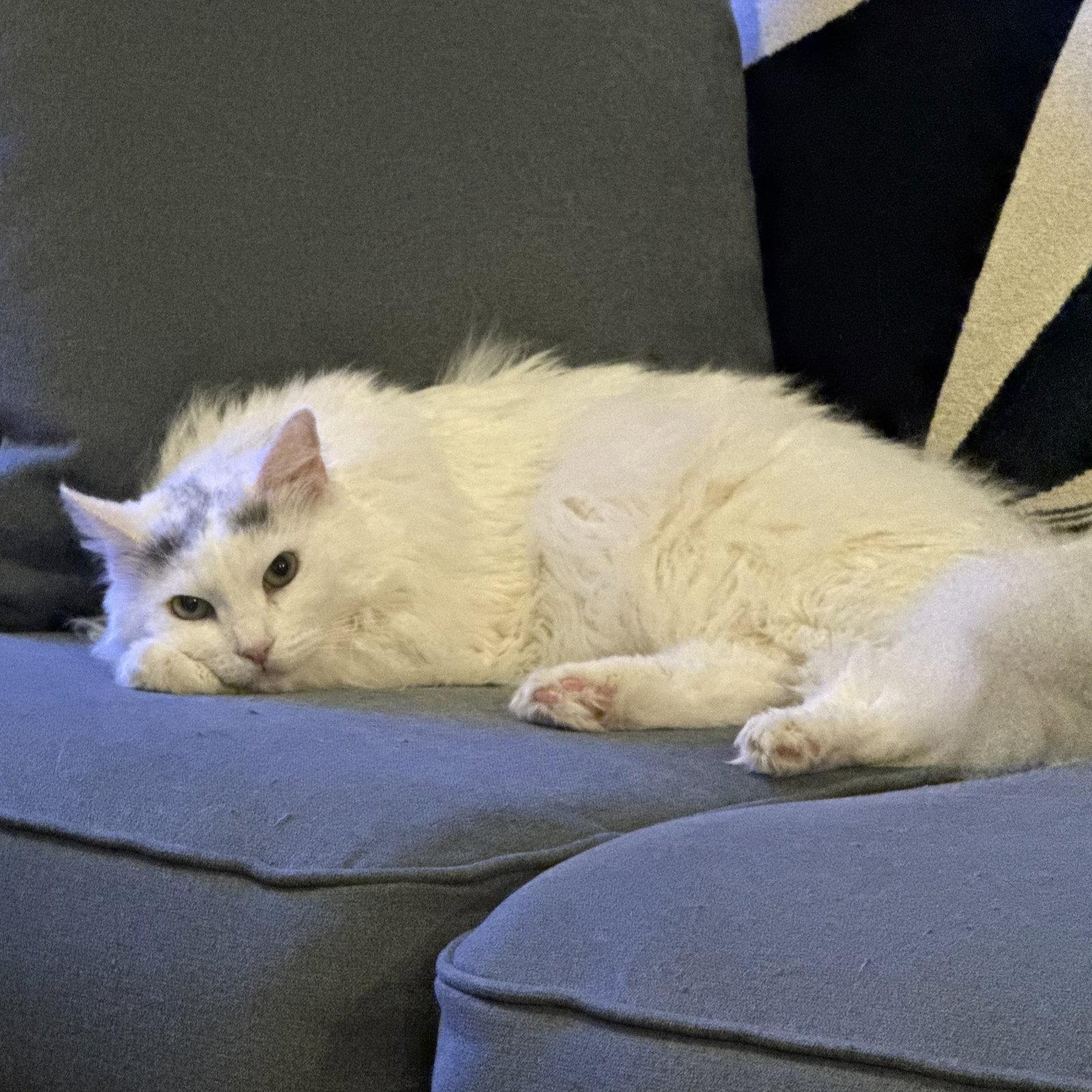 Enlarge Whitney, a Adoptable Turkish Van in Garland, TX image 1/3