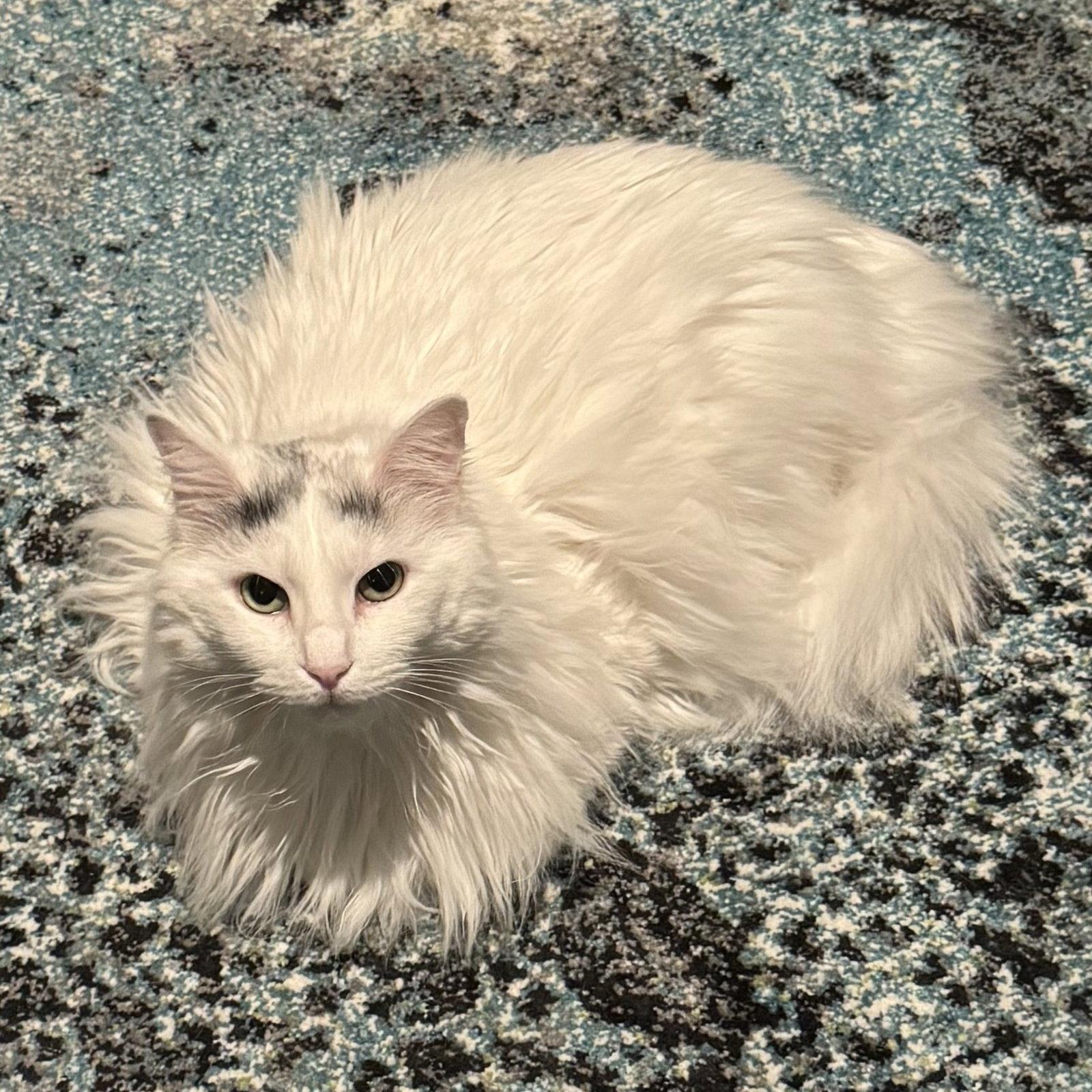 Enlarge Whitney, a Adoptable Turkish Van in Garland, TX image 2/3