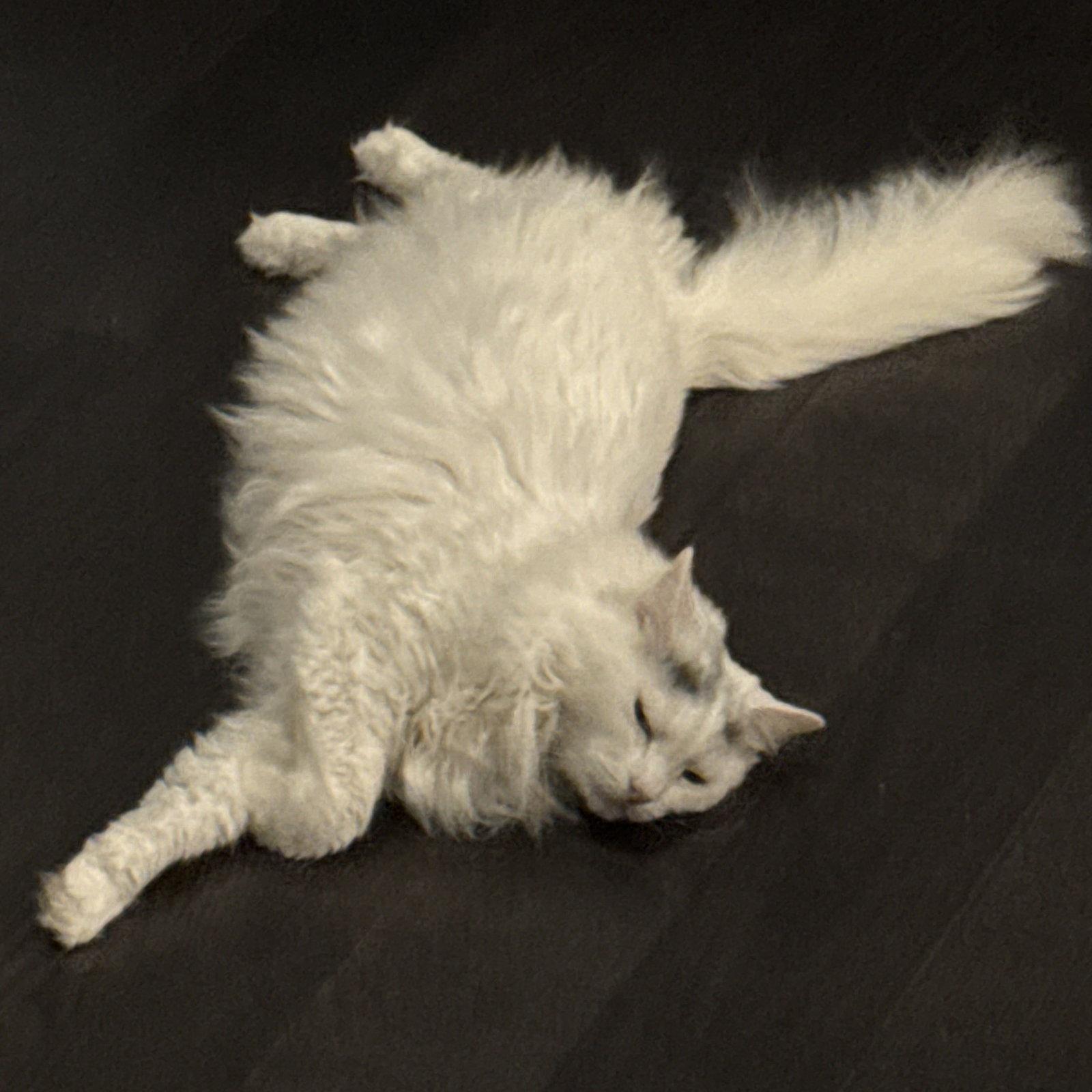 Enlarge Whitney, a Adoptable Turkish Van in Garland, TX image 3/3