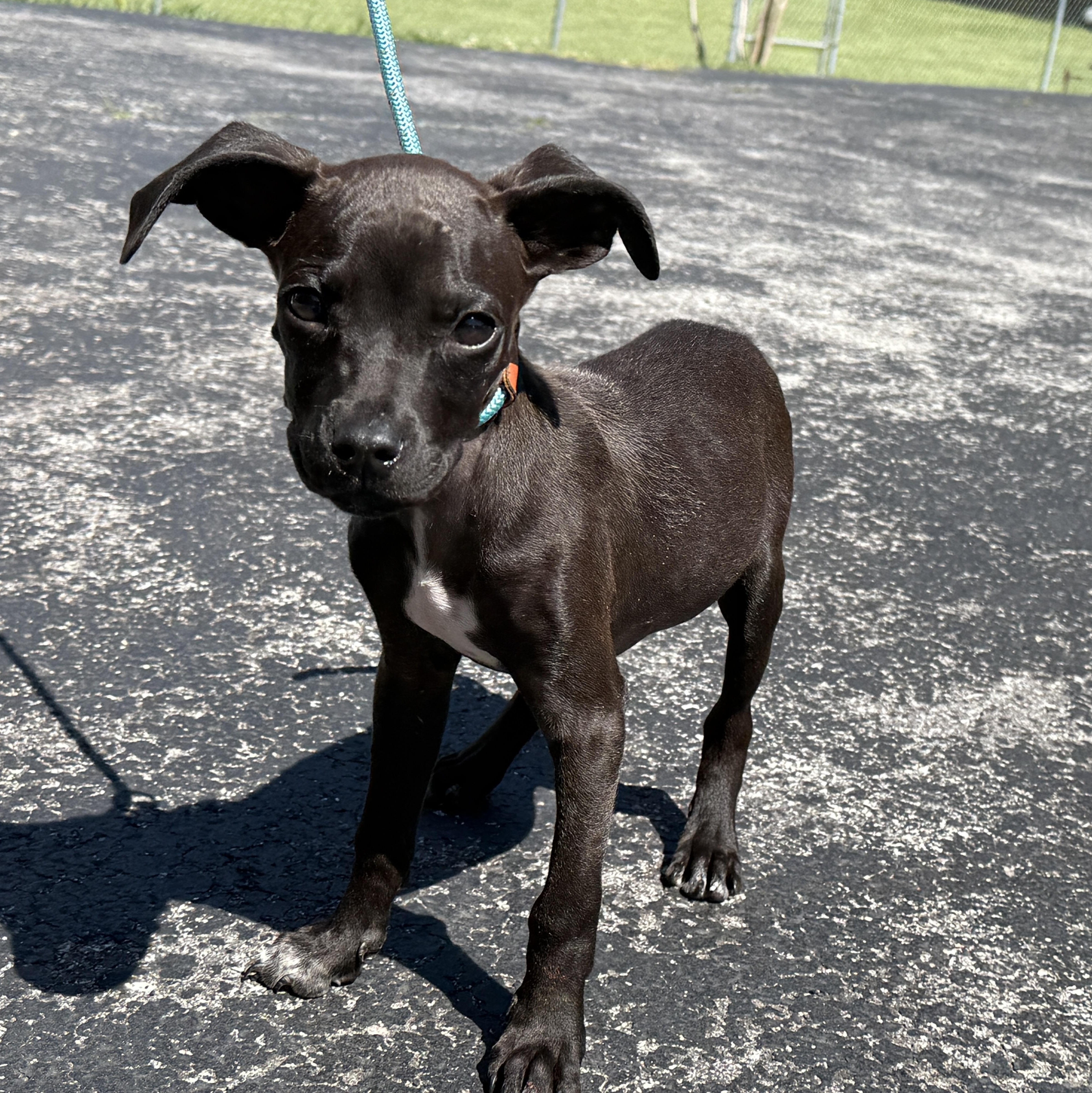 Enlarge Emerson, a ADOPTABLE mixed breed in Minneapolis, MN image 1/5