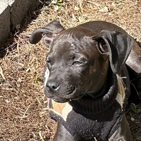 Enlarge Emerson, a ADOPTABLE mixed breed in Minneapolis, MN image 4/5