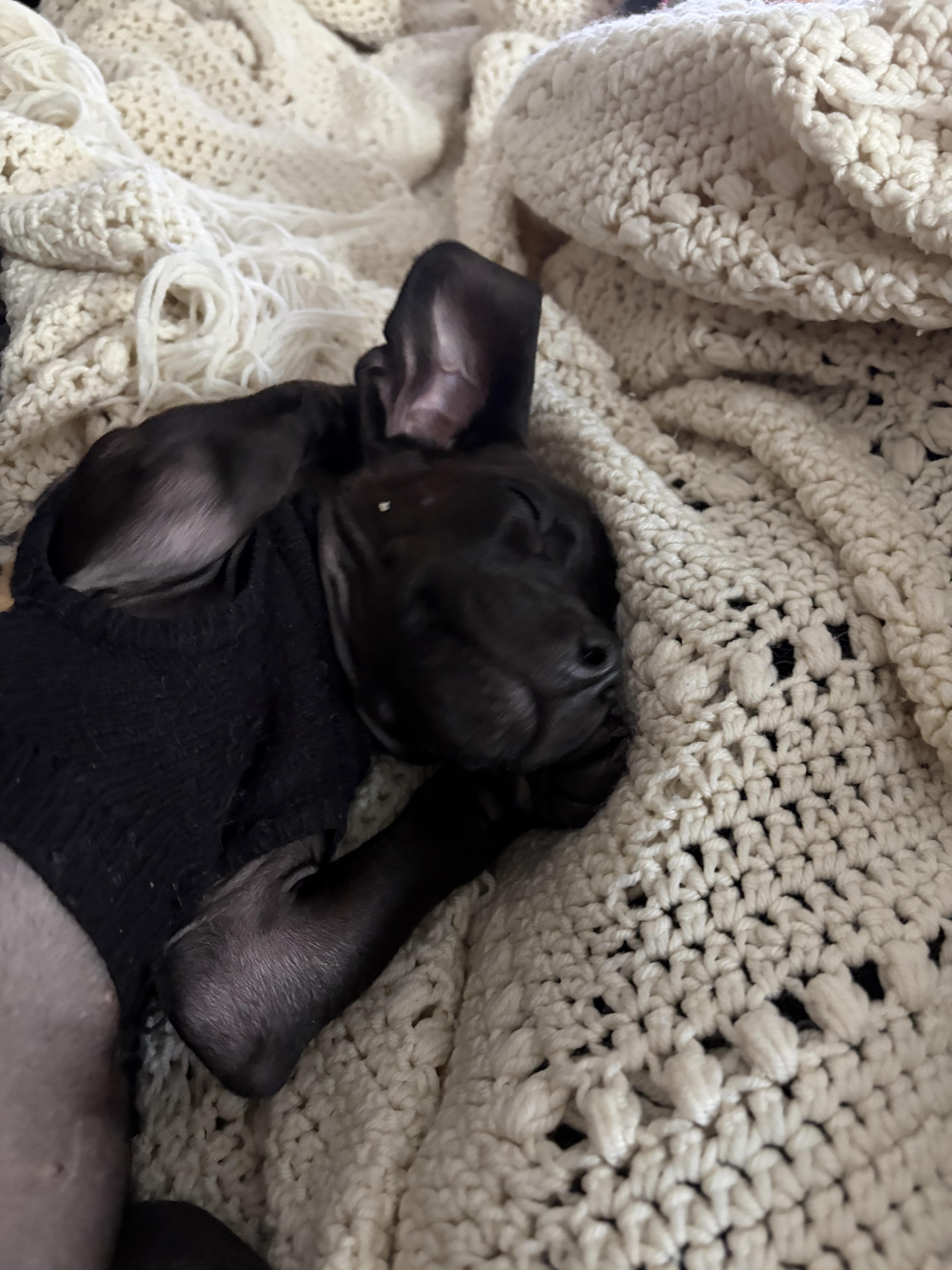 Enlarge Emerson, a ADOPTABLE mixed breed in Minneapolis, MN image 5/5