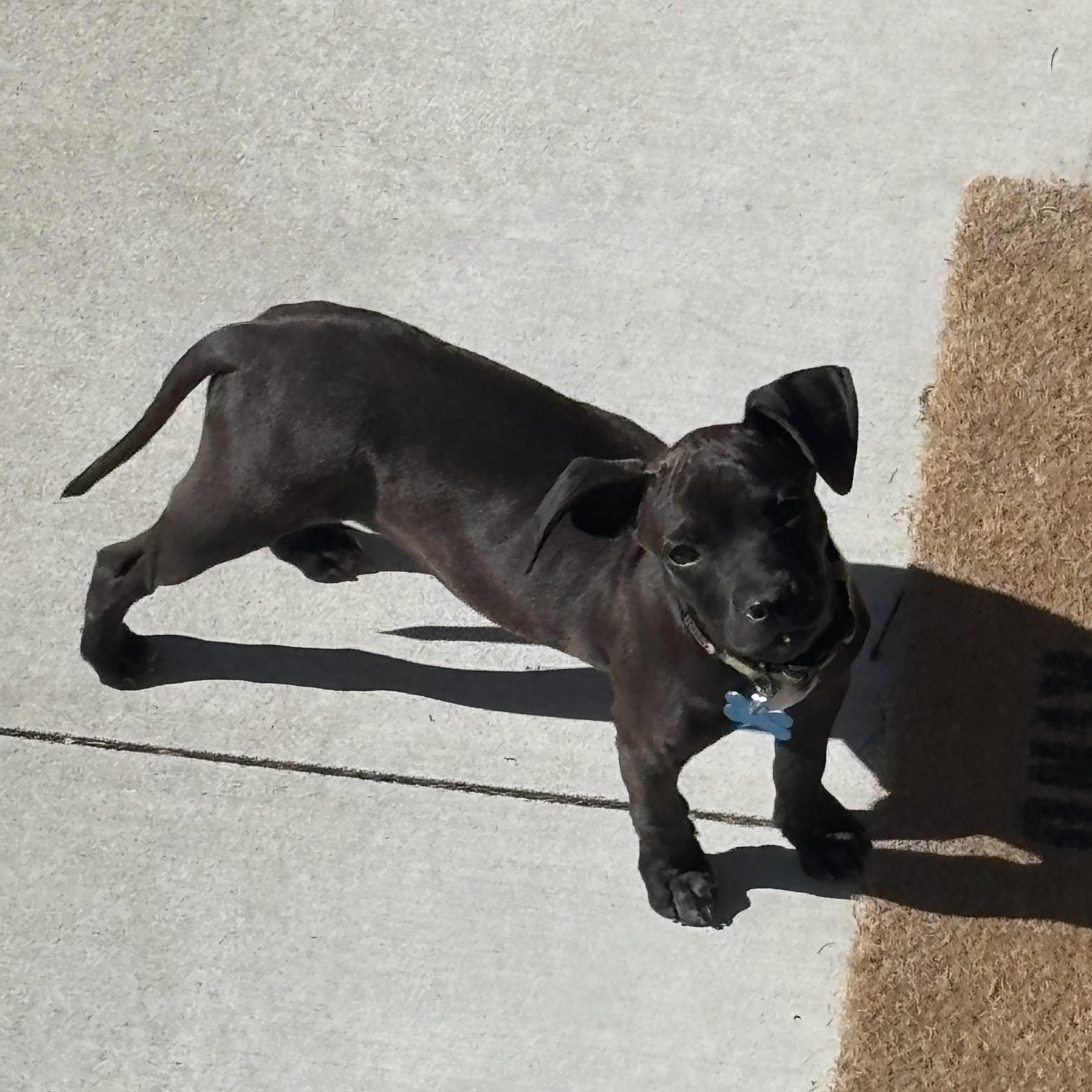 Enlarge Emerson, a ADOPTABLE mixed breed in Minneapolis, MN image 3/5