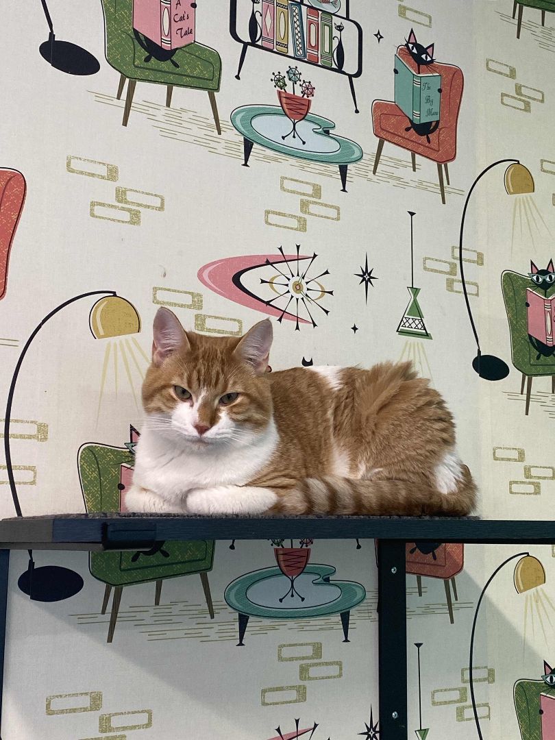 Peanut Butter, Adopted, Adult Male Domestic Short Hair.