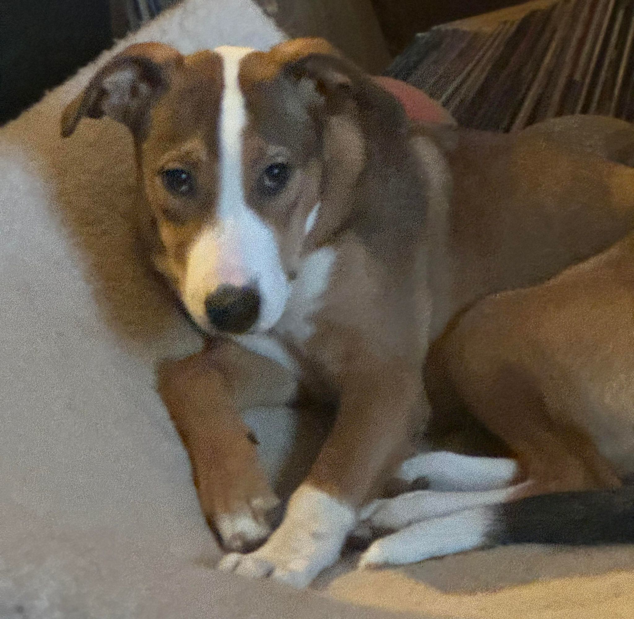 Enlarge Zoey, a Adopted Mixed Breed in Louisville, KY image 1/4