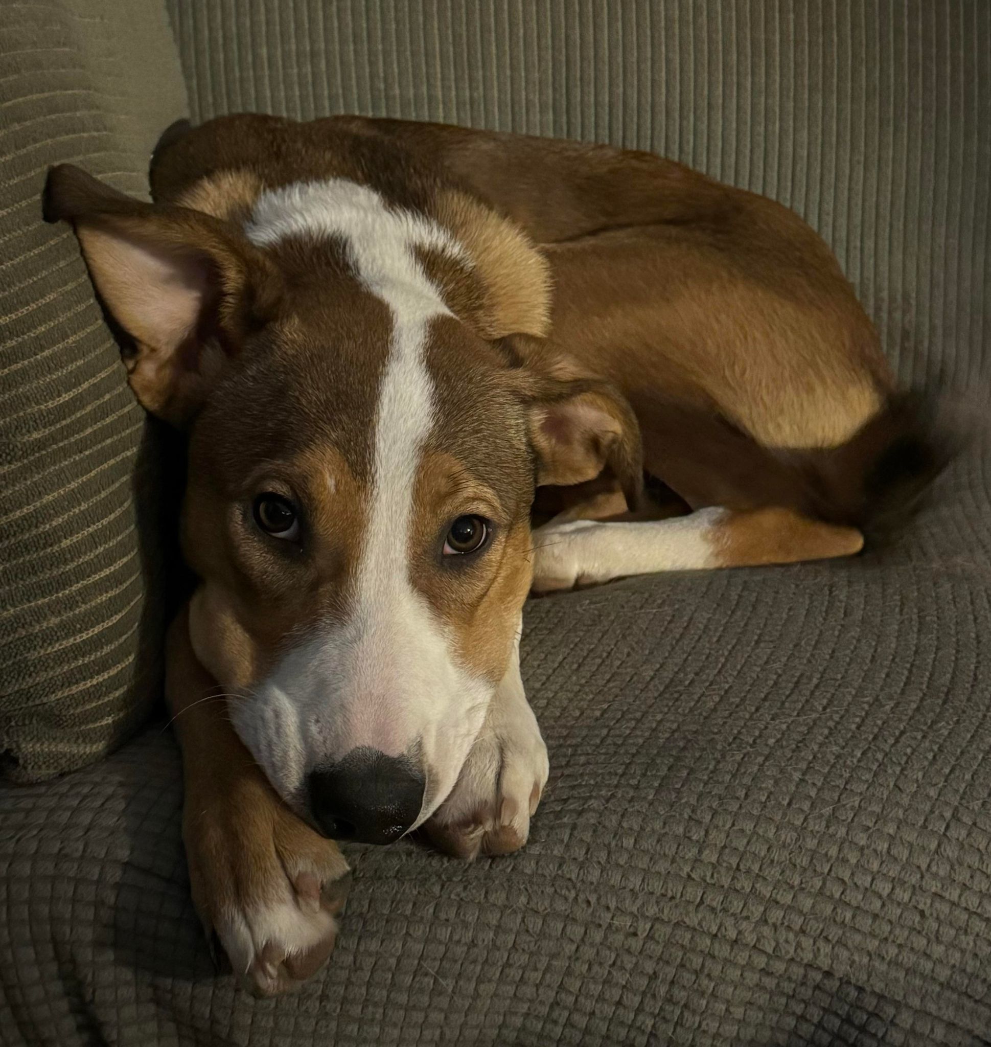 Enlarge Zoey, a Adopted Mixed Breed in Louisville, KY image 2/4