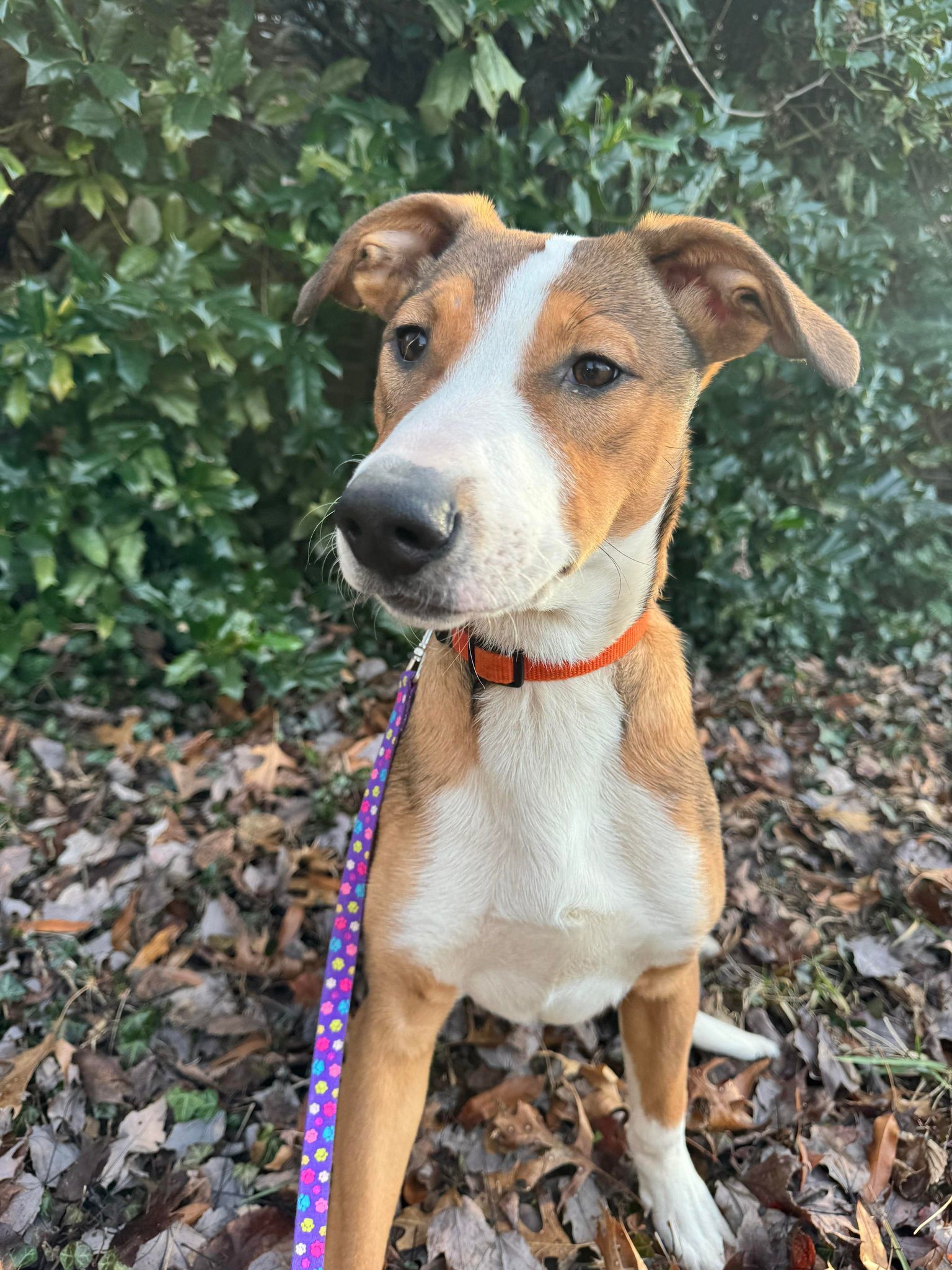 Enlarge Zoey, a Adopted Mixed Breed in Louisville, KY image 3/4