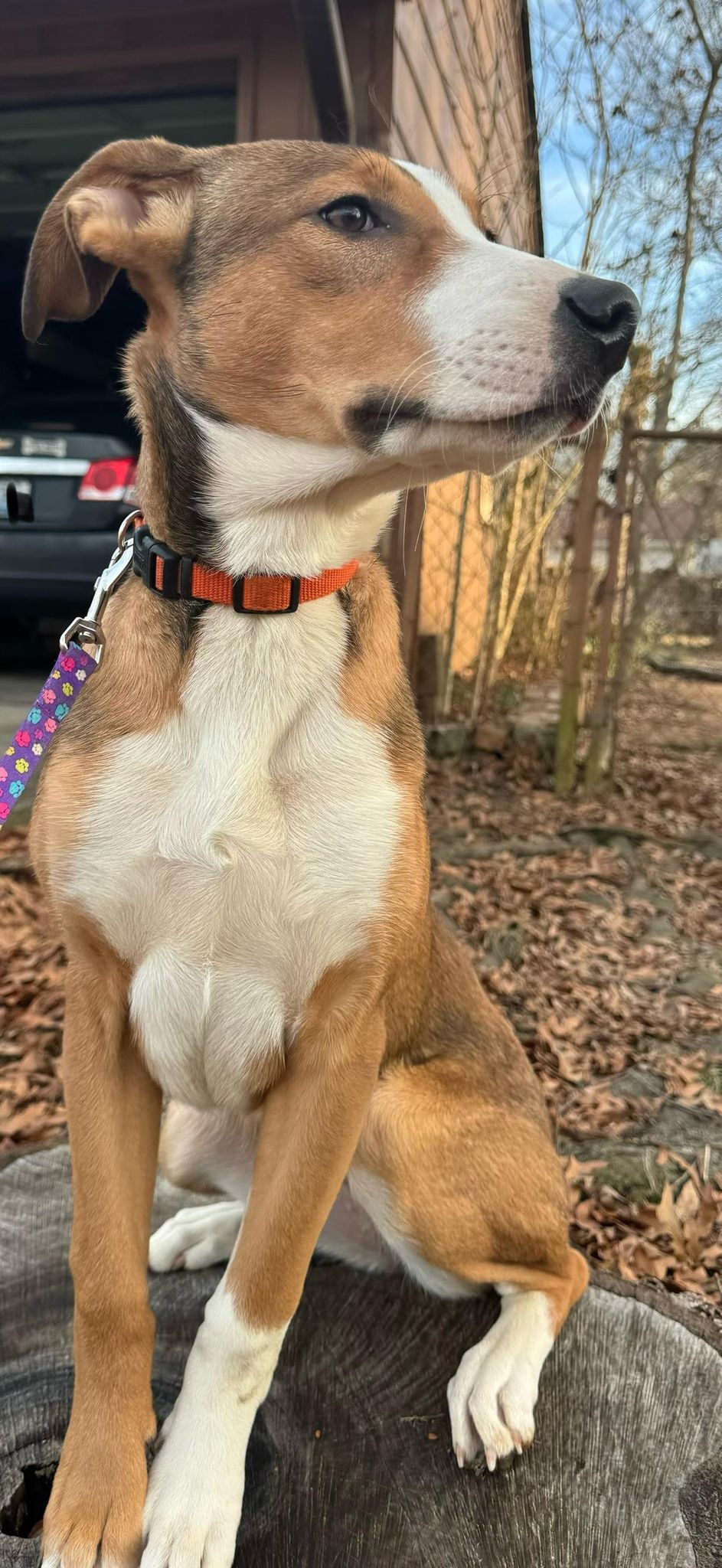 Enlarge Zoey, a Adopted Mixed Breed in Louisville, KY image 4/4