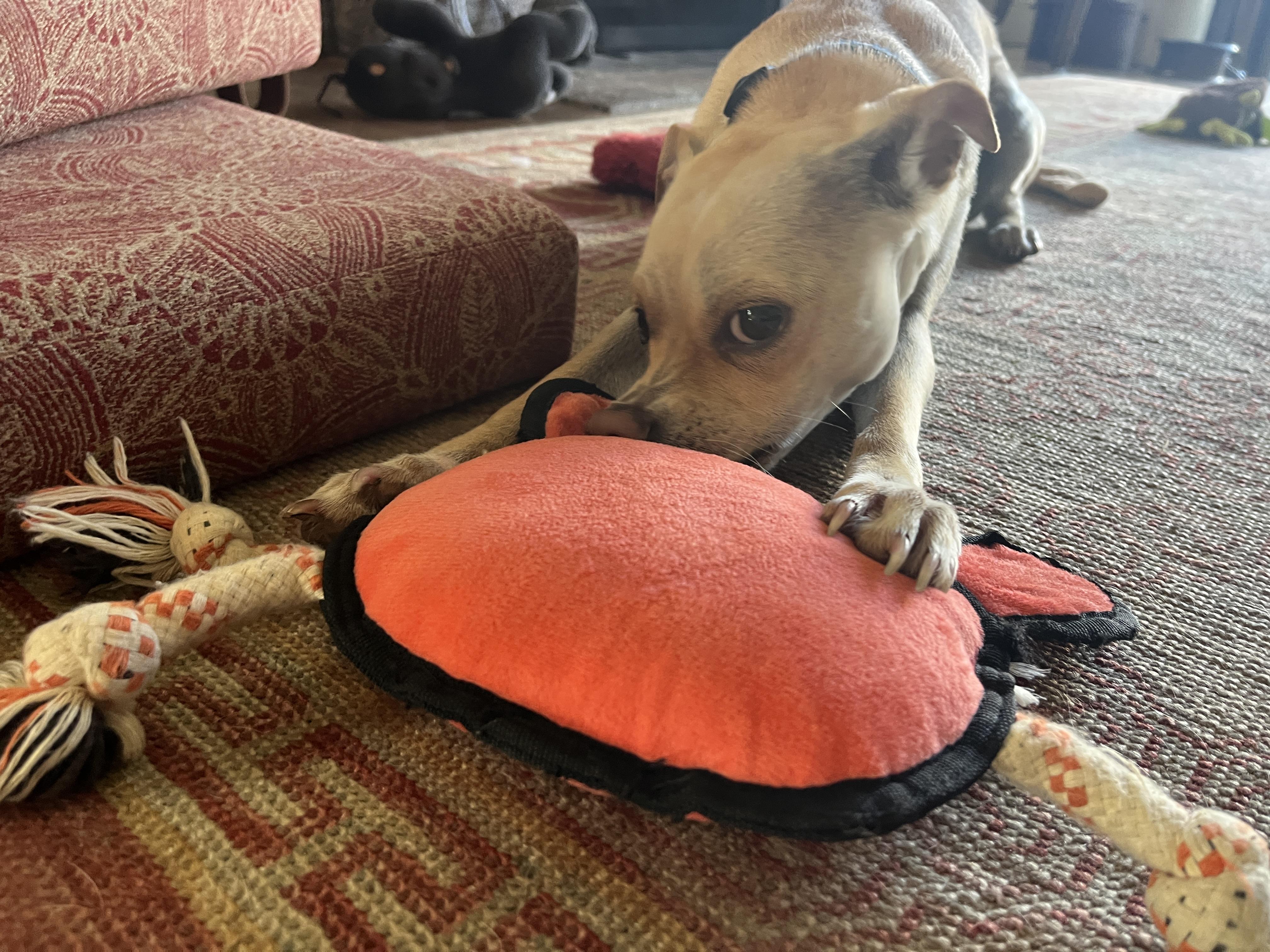 Chloe, a Adoptable mixed breed in Emeryville, CA image 2/4