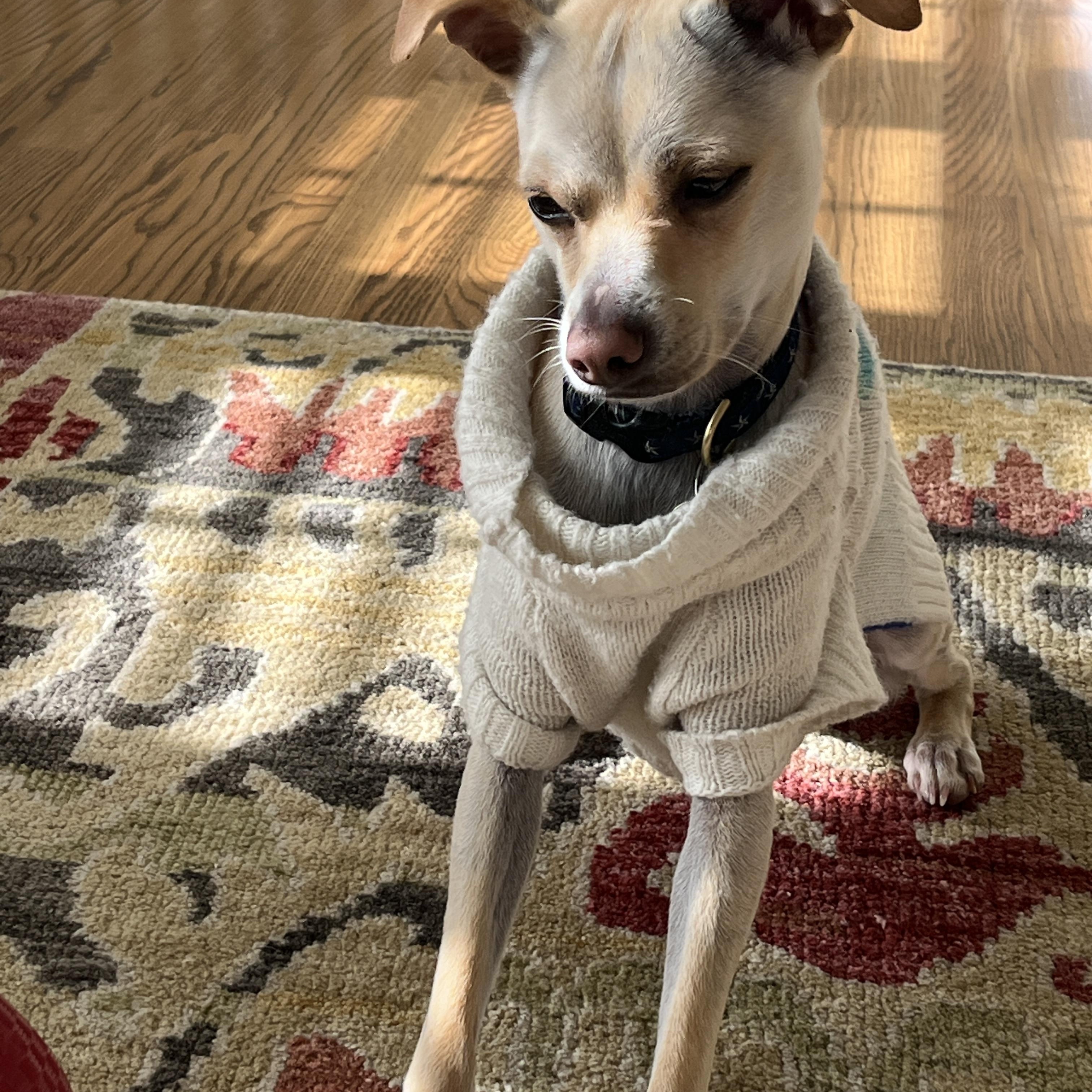 Chloe, a Adoptable mixed breed in Emeryville, CA image 3/4