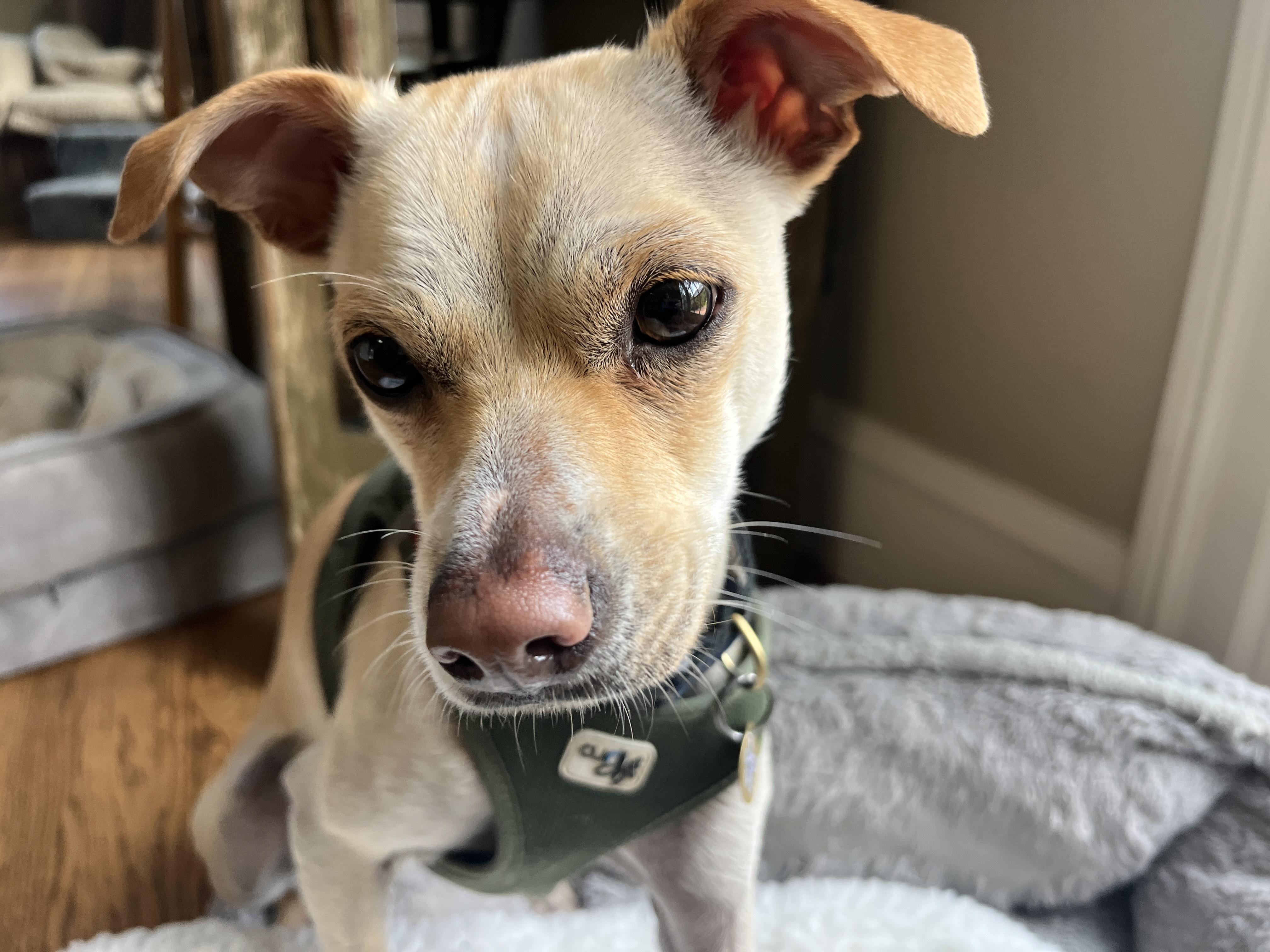 Chloe, a Adoptable mixed breed in Emeryville, CA image 1/4