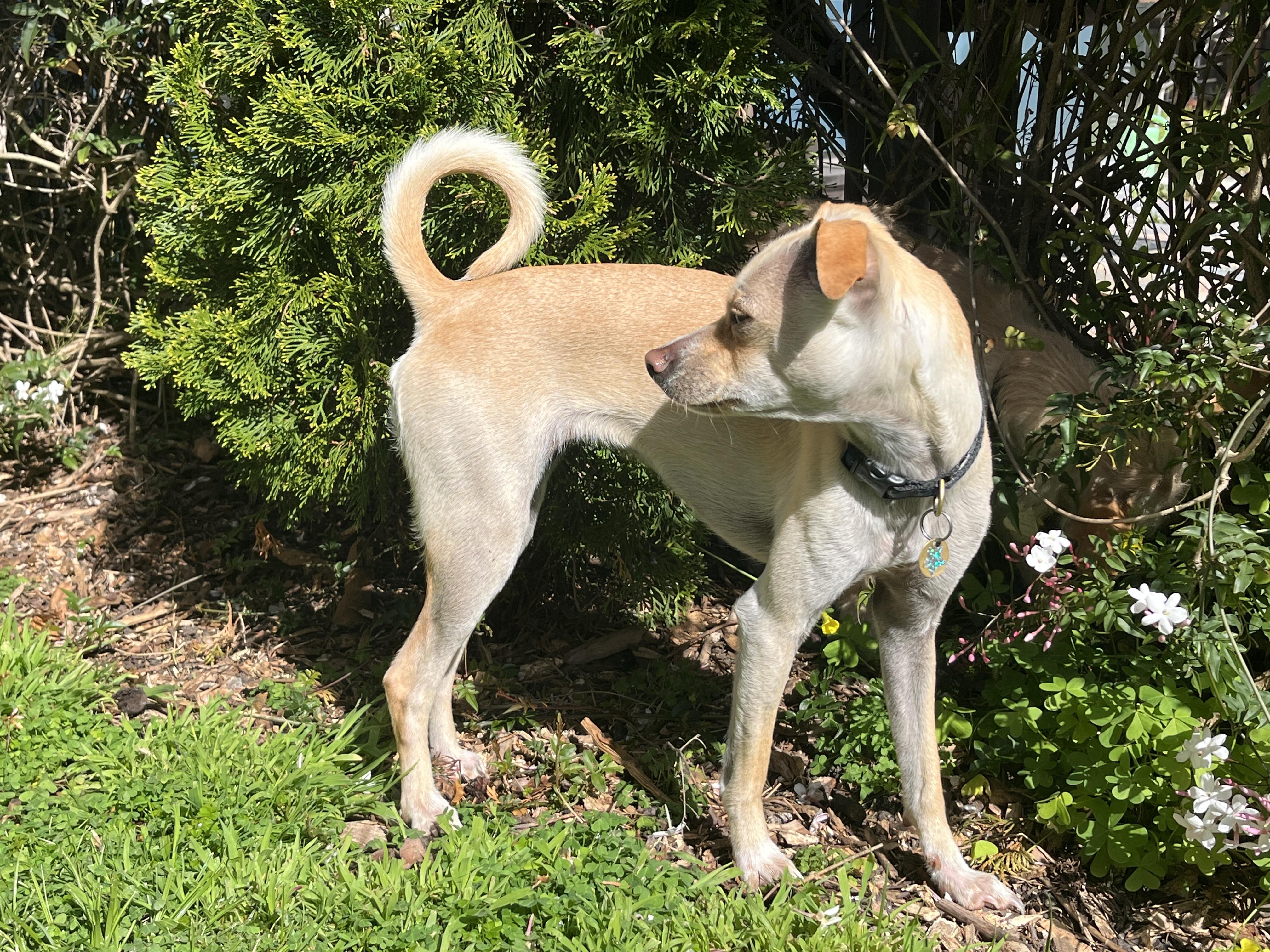 Chloe, a Adoptable mixed breed in Emeryville, CA image 4/4