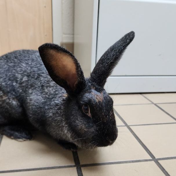 Jan Levinson, adoptable, Young Female Champagne D'Argent & New Zealand.