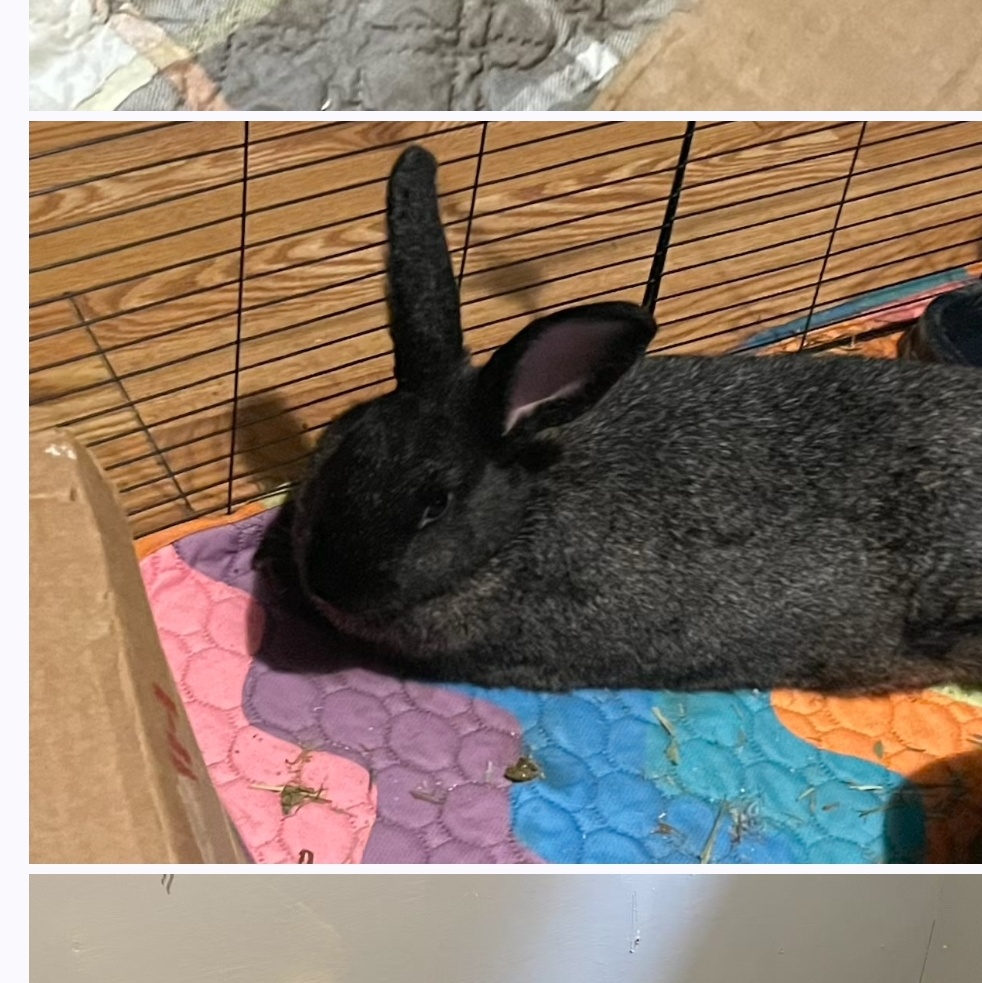 Enlarge Jan Levinson, an adoptable mixed breed in Knoxville, TN image 2/3