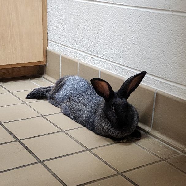 Enlarge Jan Levinson, an adoptable mixed breed in Knoxville, TN image 3/3