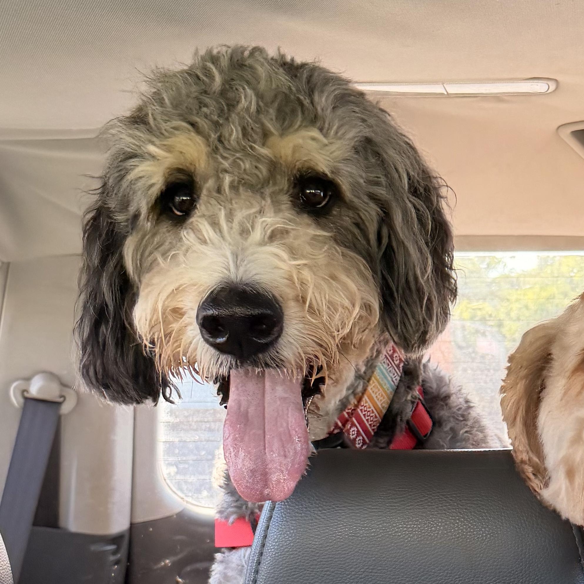HARLEM-PENNSYLVANIA (MALE BERNEDOODLE IN ROBESONIA, PENNSYLVANIA), Adoptable, Adult Male Bernedoodle.
