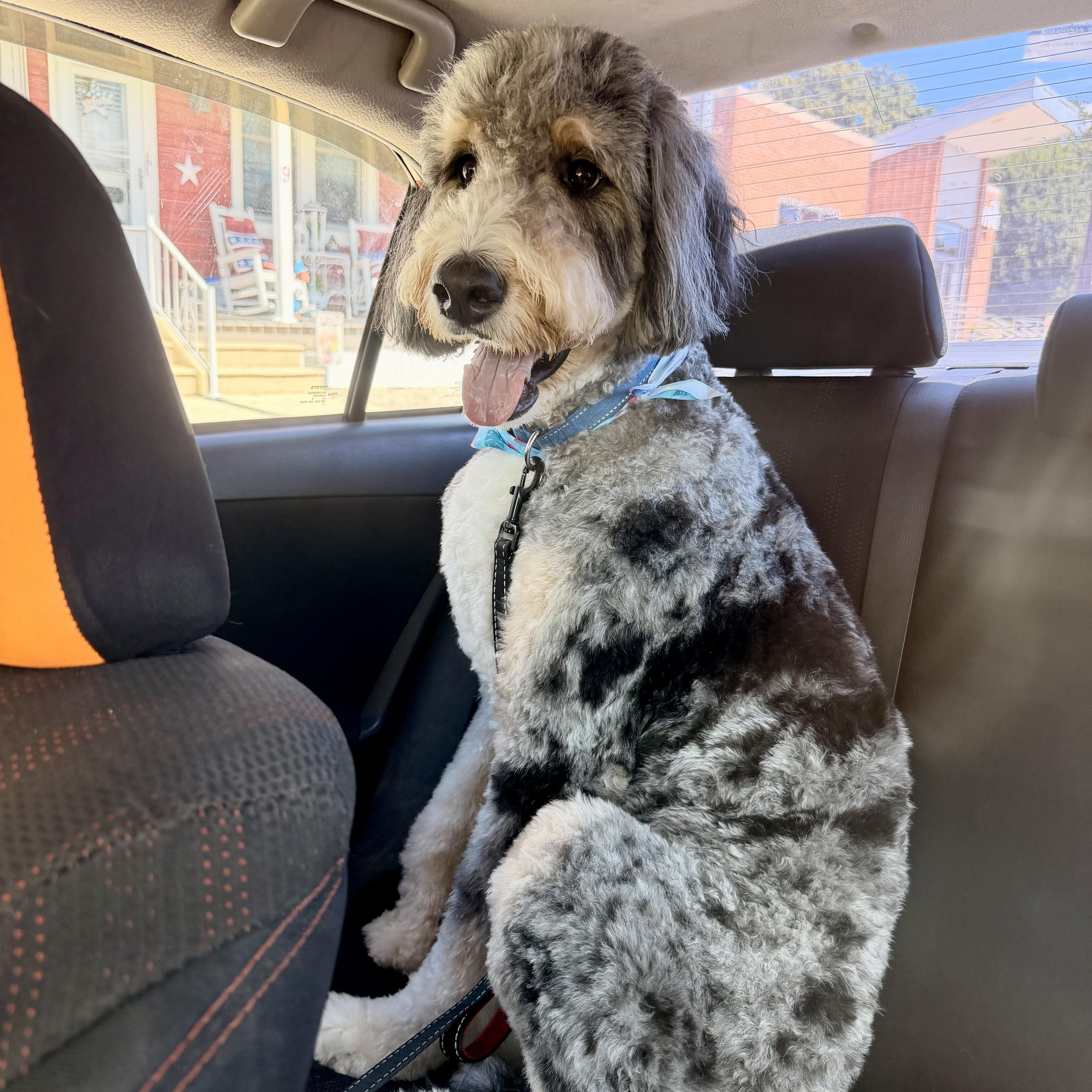 Enlarge HARLEM-PENNSYLVANIA (MALE BERNEDOODLE IN ROBESONIA, PENNSYLVANIA), a Adoptable Bernedoodle in Houston, TX image 2/6