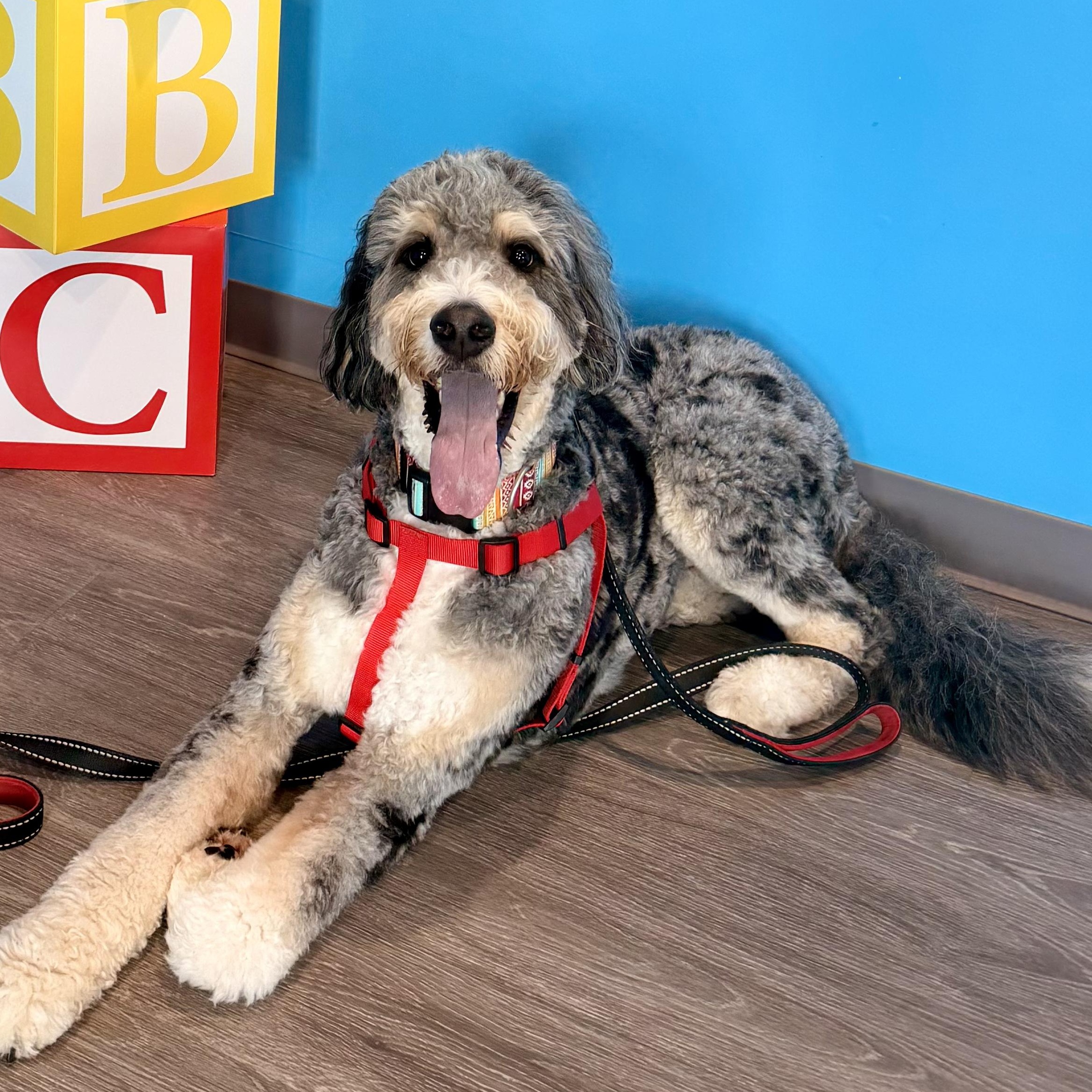 Enlarge HARLEM-PENNSYLVANIA (MALE BERNEDOODLE IN ROBESONIA, PENNSYLVANIA), a Adoptable Bernedoodle in Houston, TX image 4/6