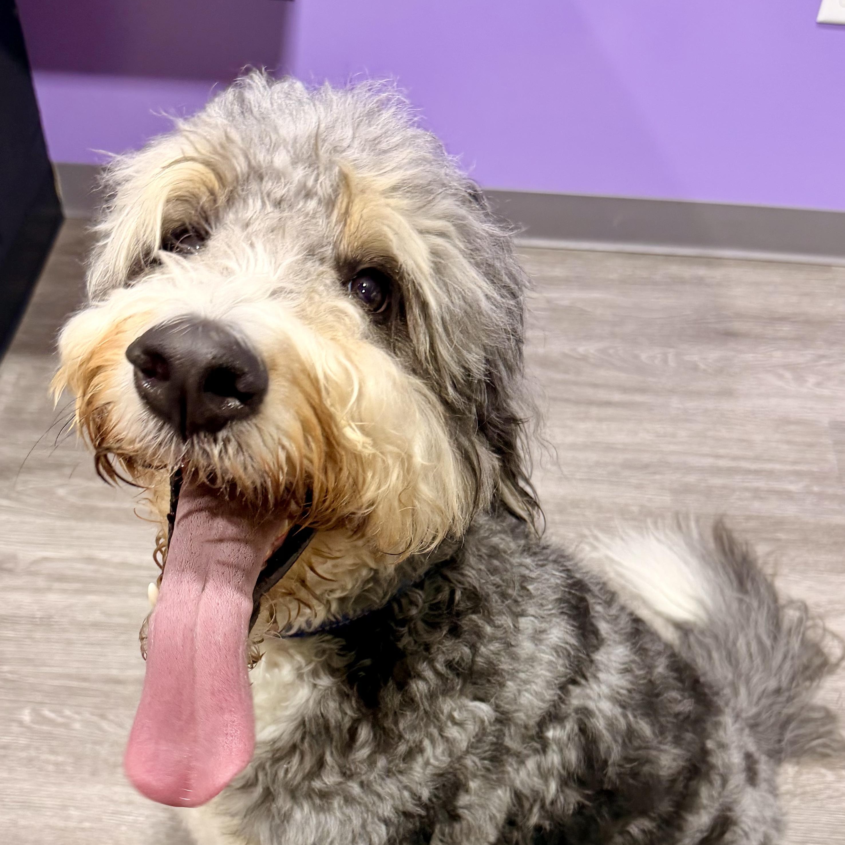 Enlarge HARLEM-PENNSYLVANIA (MALE BERNEDOODLE IN ROBESONIA, PENNSYLVANIA), a Adoptable Bernedoodle in Houston, TX image 3/6