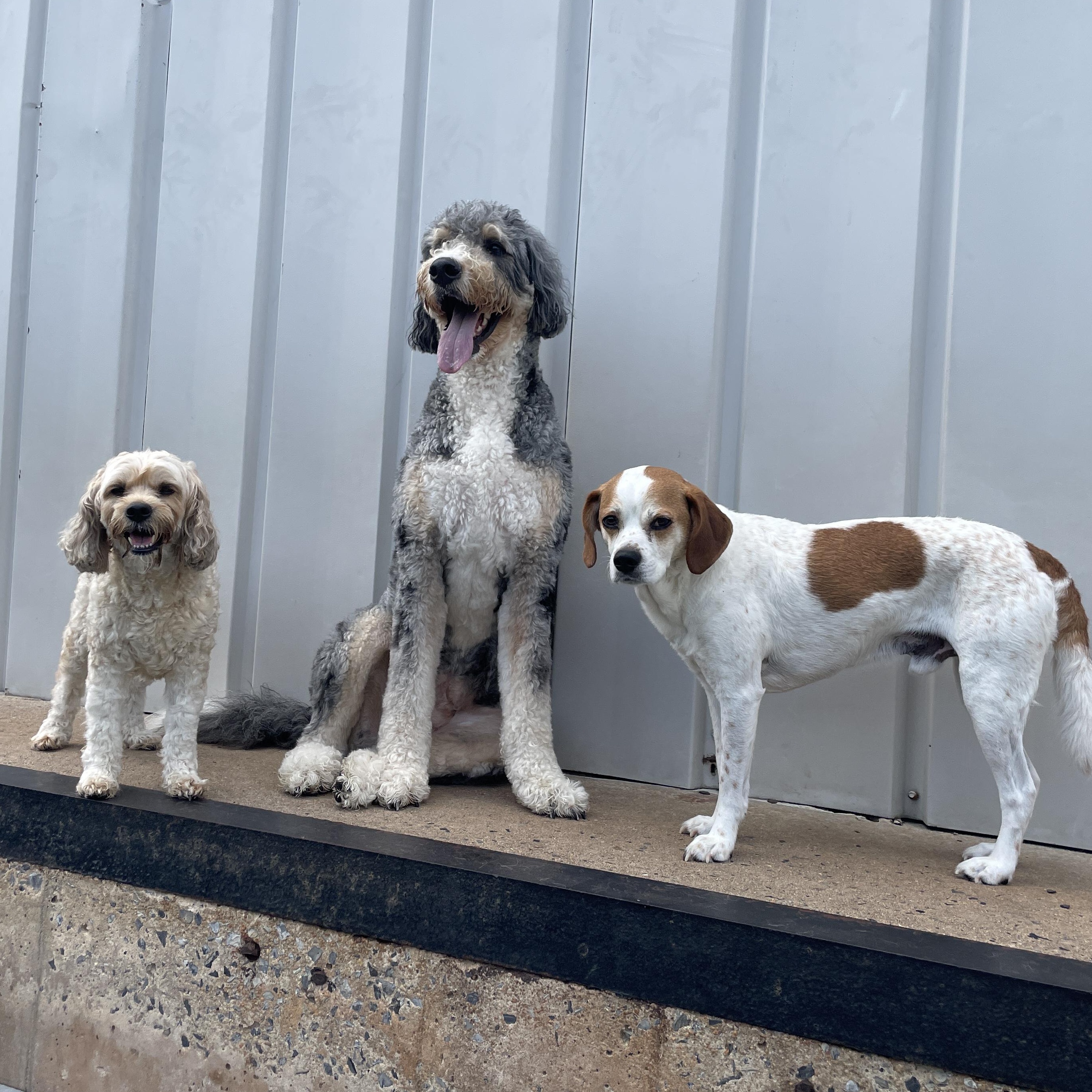Enlarge HARLEM-PENNSYLVANIA (MALE BERNEDOODLE IN ROBESONIA, PENNSYLVANIA), a Adoptable Bernedoodle in Houston, TX image 5/6