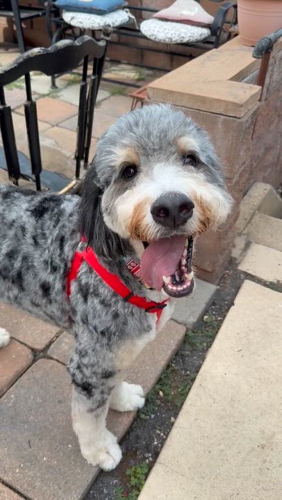 Enlarge HARLEM-PENNSYLVANIA (MALE BERNEDOODLE IN ROBESONIA, PENNSYLVANIA), a Adoptable Bernedoodle in Houston, TX video 6/6