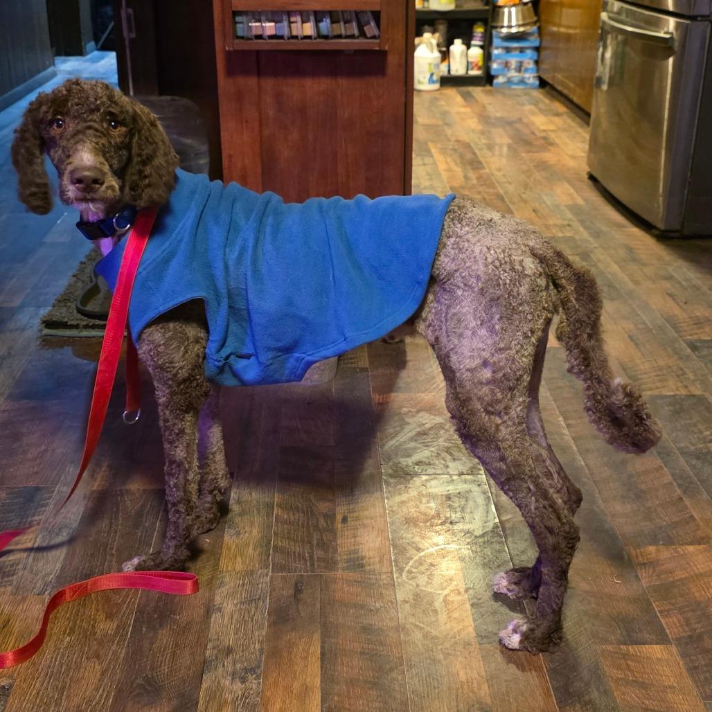 Enlarge Sandy, a Adoptable mixed breed in Goltry, OK image 1/6