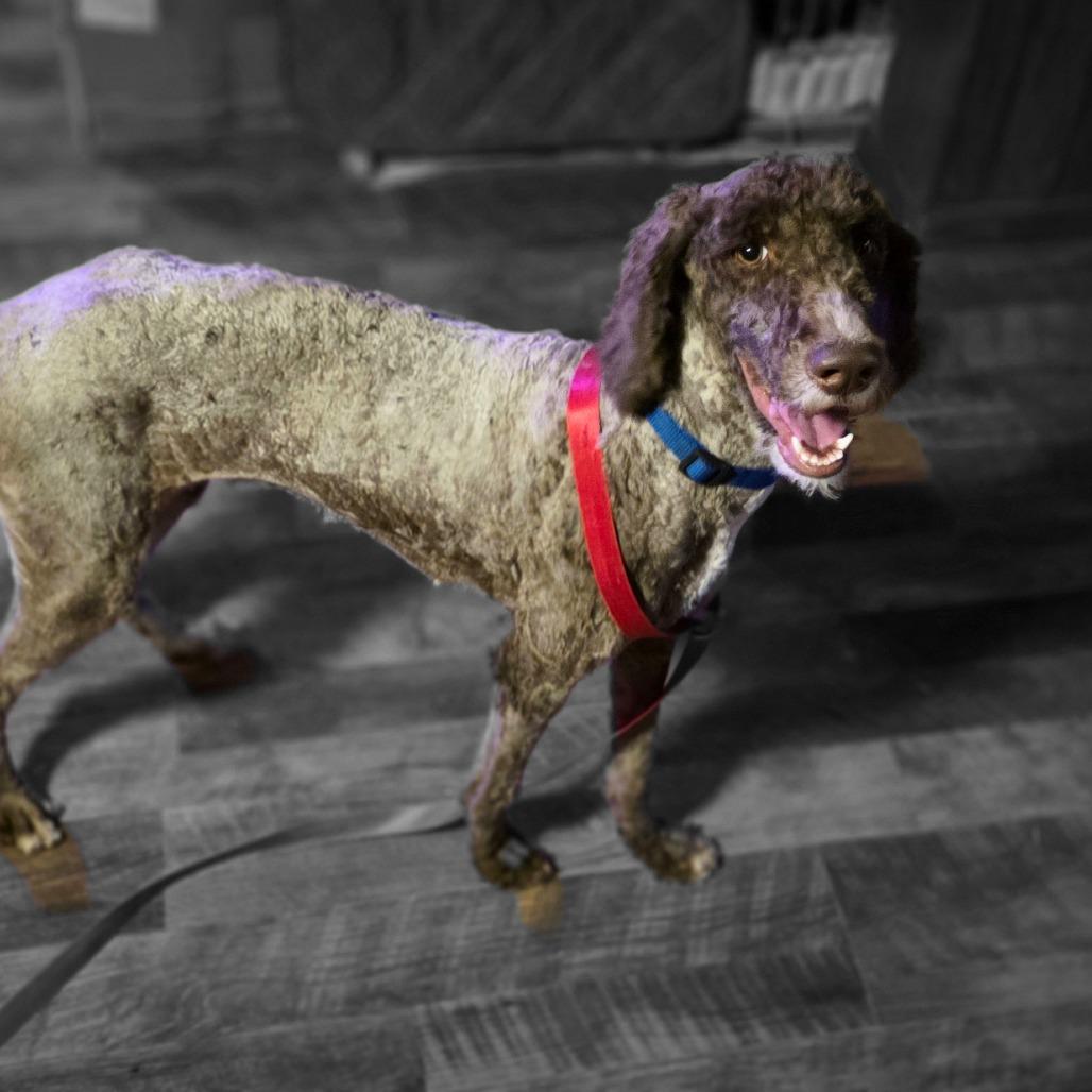 Enlarge Sandy, a Adoptable mixed breed in Goltry, OK image 2/6