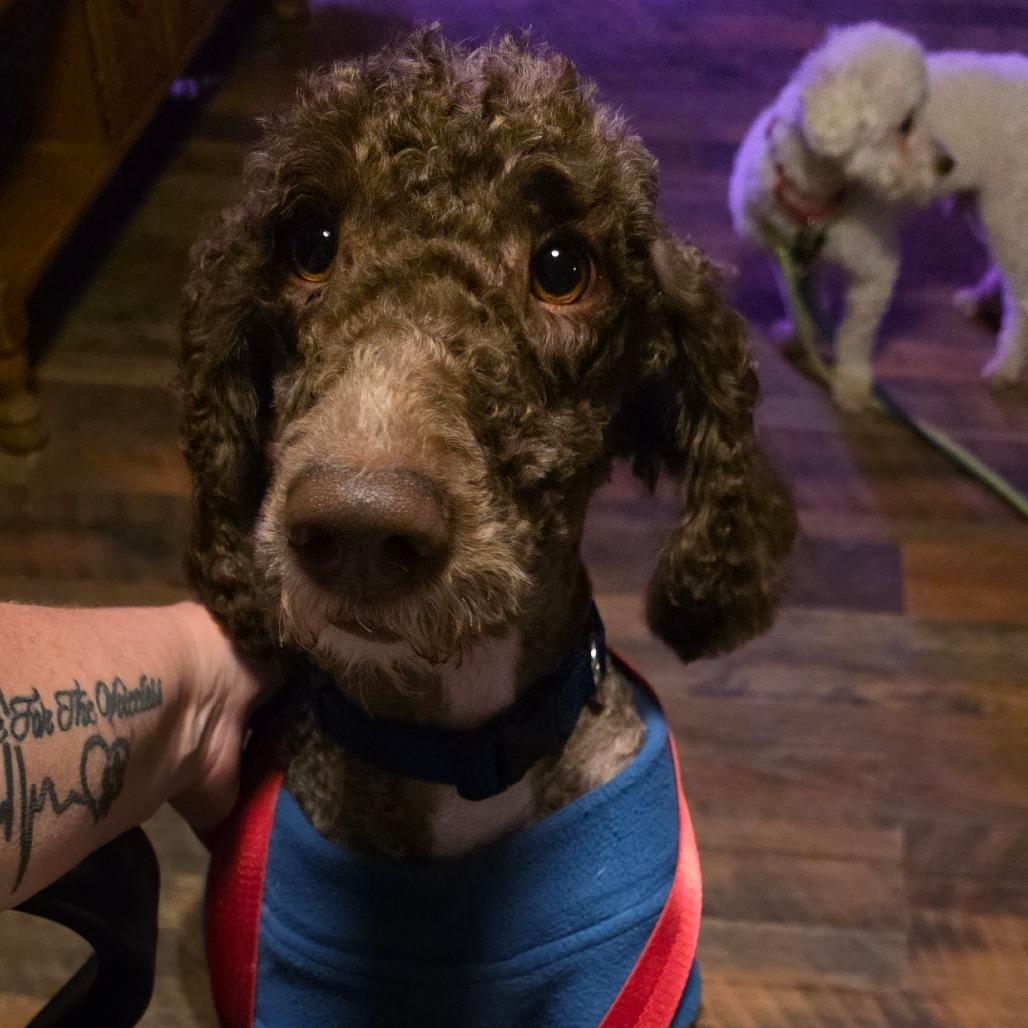 Enlarge Sandy, a Adoptable mixed breed in Goltry, OK image 3/6