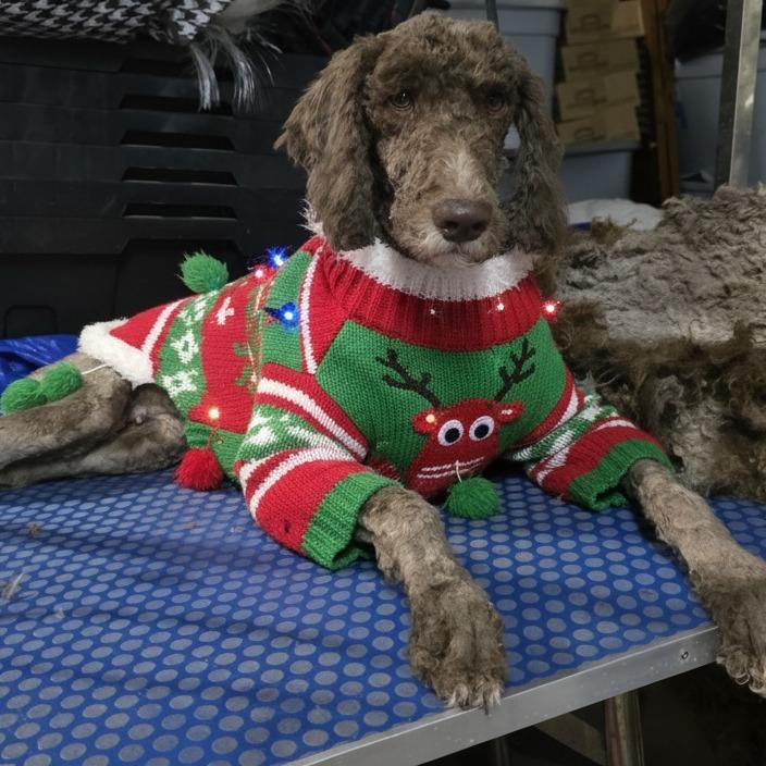 Enlarge Sandy, a Adoptable mixed breed in Goltry, OK image 4/6