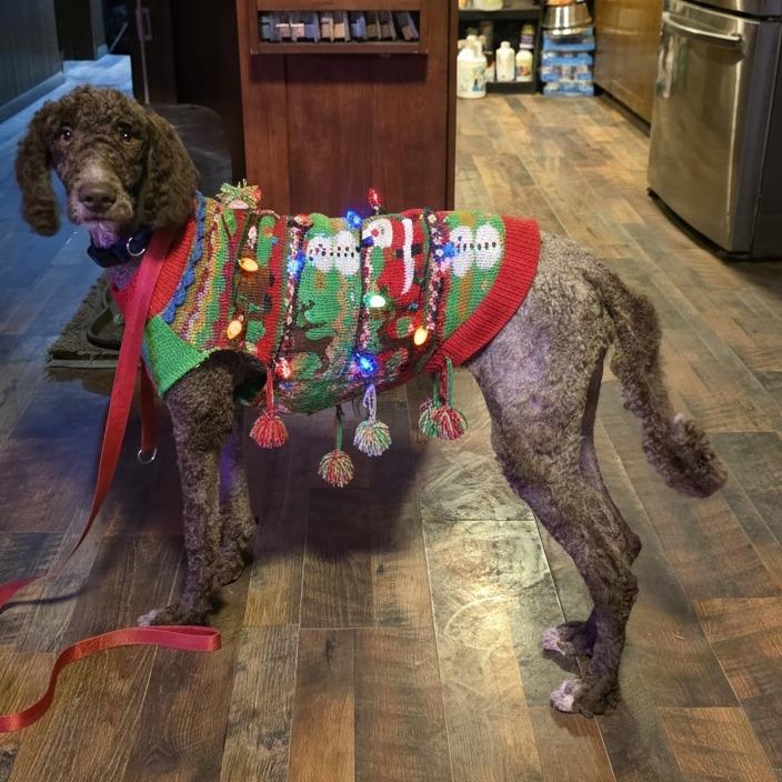 Enlarge Sandy, a Adoptable mixed breed in Goltry, OK image 5/6