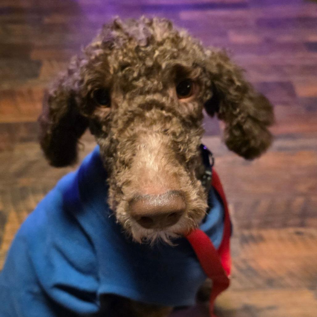 Enlarge Sandy, a Adoptable mixed breed in Goltry, OK image 6/6