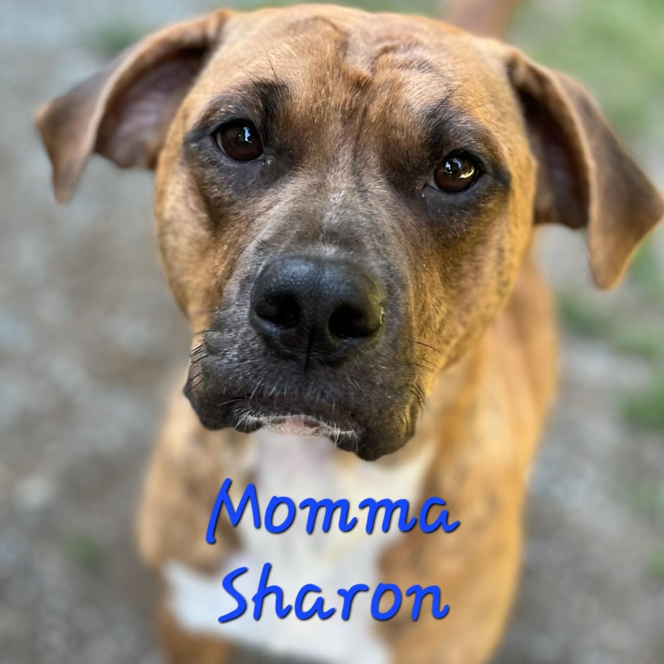Sharon's Boys thumbnail 6