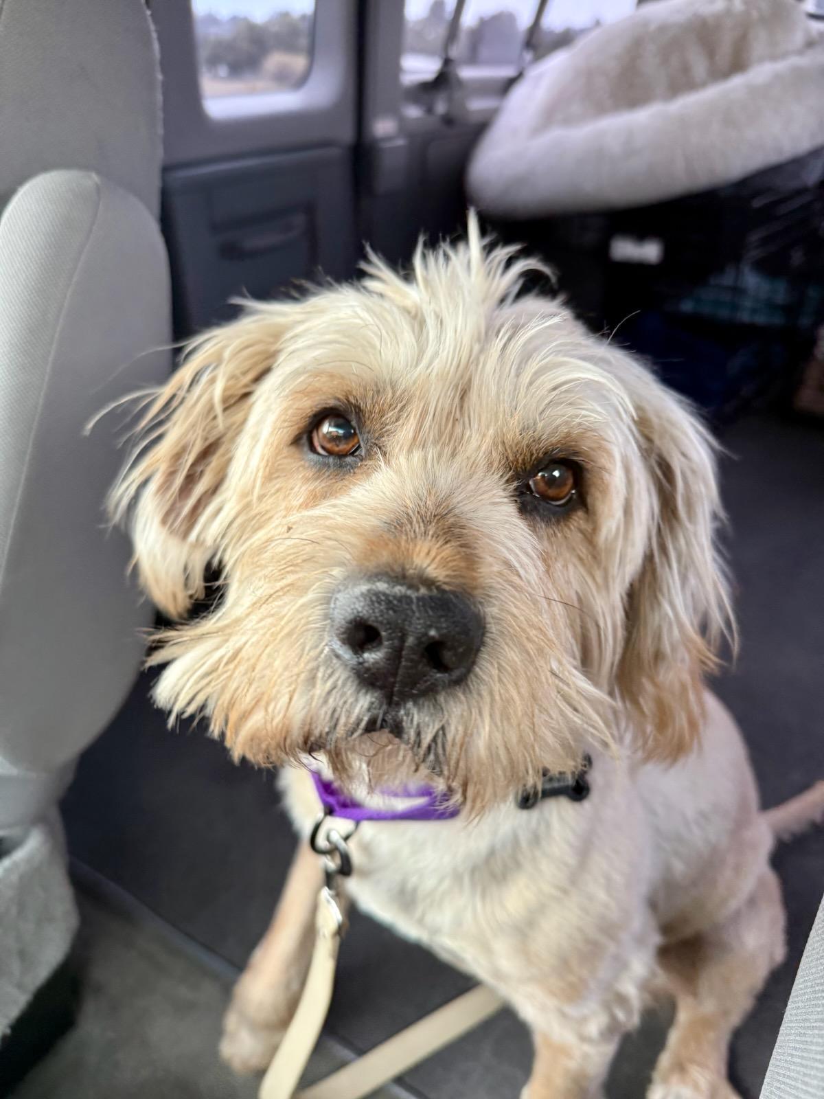 Ollie, Adopted, Senior Male Terrier.