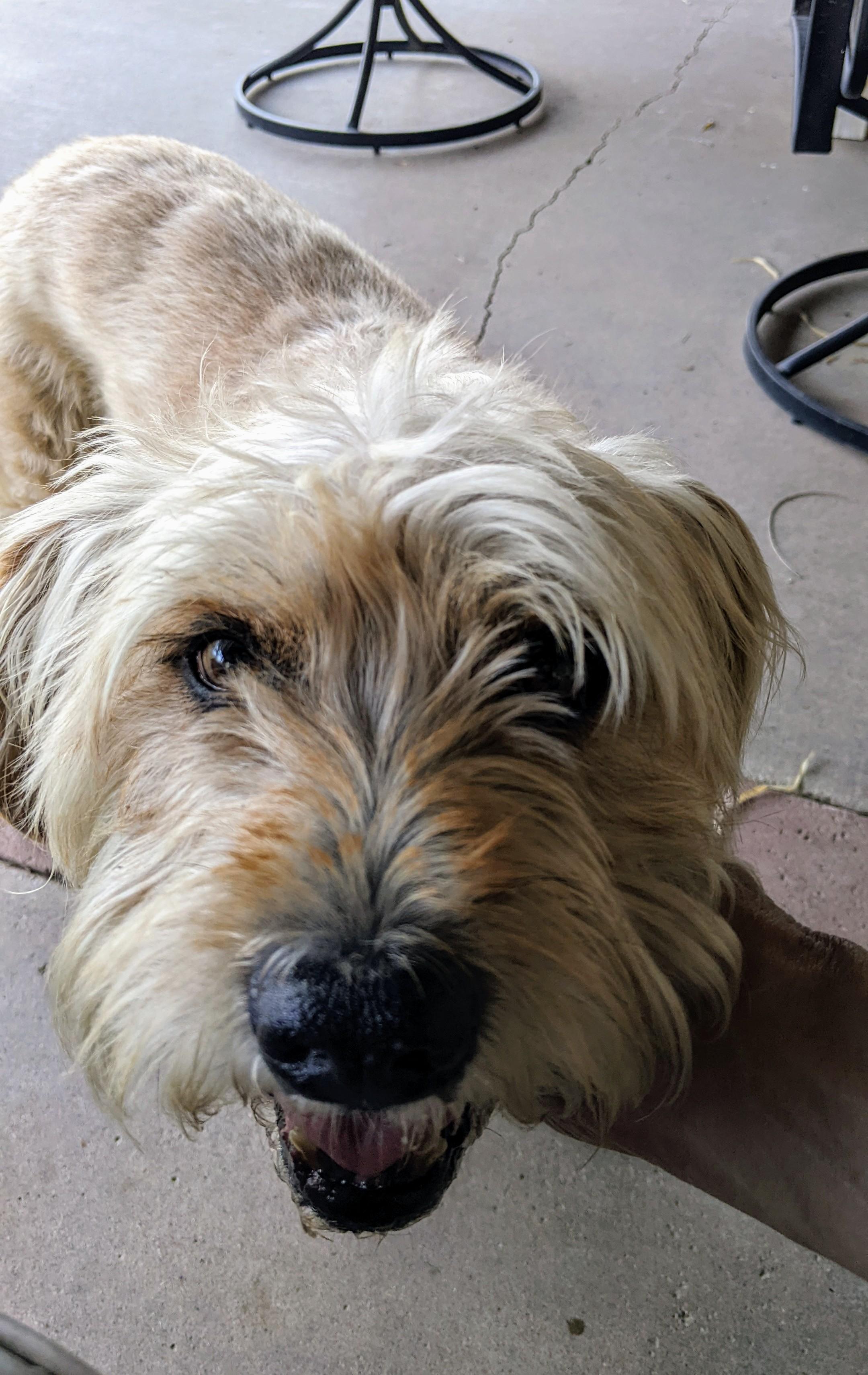 Enlarge Ollie, a Adopted mixed breed in Acton, CA image 2/5