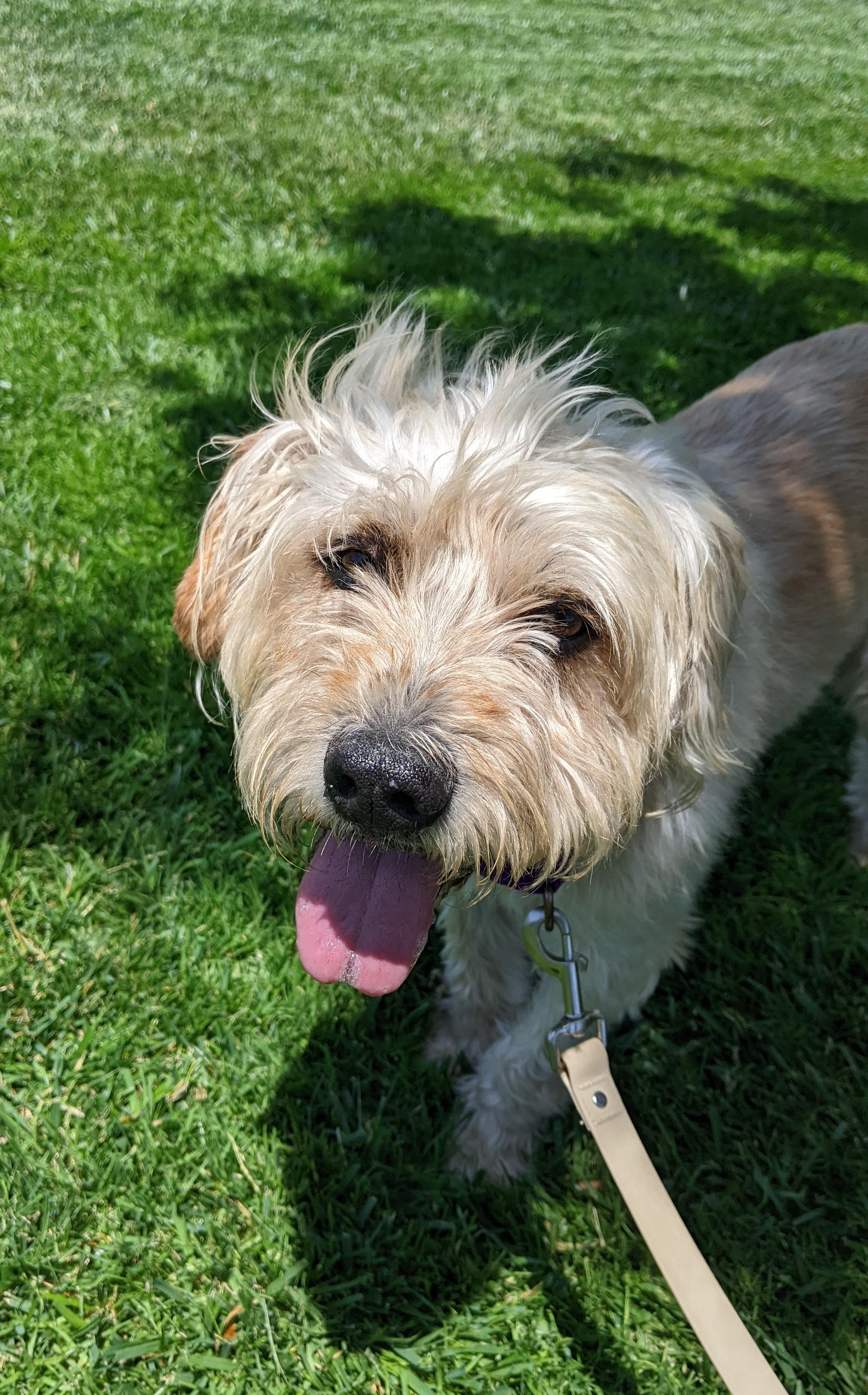 Enlarge Ollie, a Adopted mixed breed in Acton, CA image 3/5
