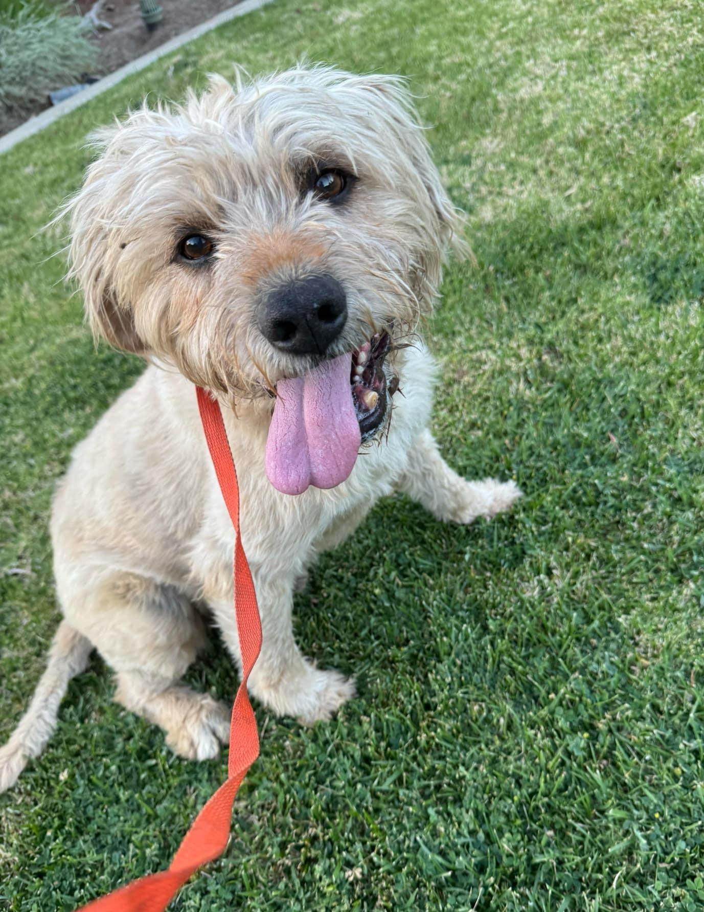 Enlarge Ollie, a Adopted mixed breed in Acton, CA image 4/5