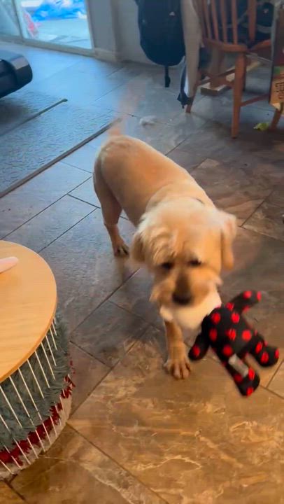 Enlarge Ollie, a Adopted mixed breed in Acton, CA video 5/5