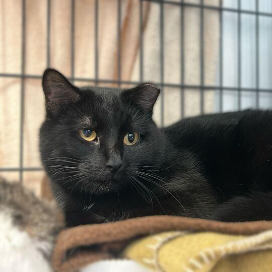 Enlarge Elastigirl, a Adoptable Domestic Short Hair in Davenport, IA image 1/3