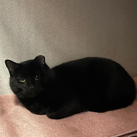 Enlarge Elastigirl, a Adoptable Domestic Short Hair in Davenport, IA image 3/3