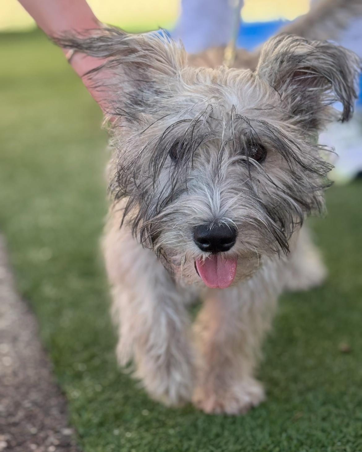 Rigby, Adoptable, Adult Male Terrier.