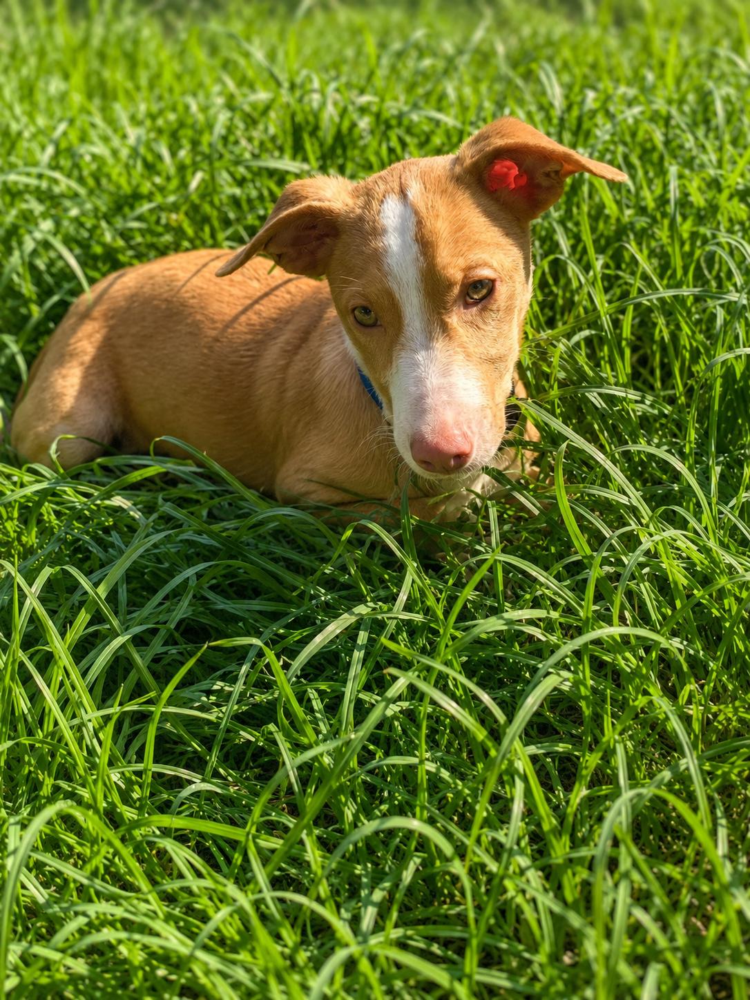 Roscoe, Adopted, Adult Male Corgi & Pit Bull Terrier.