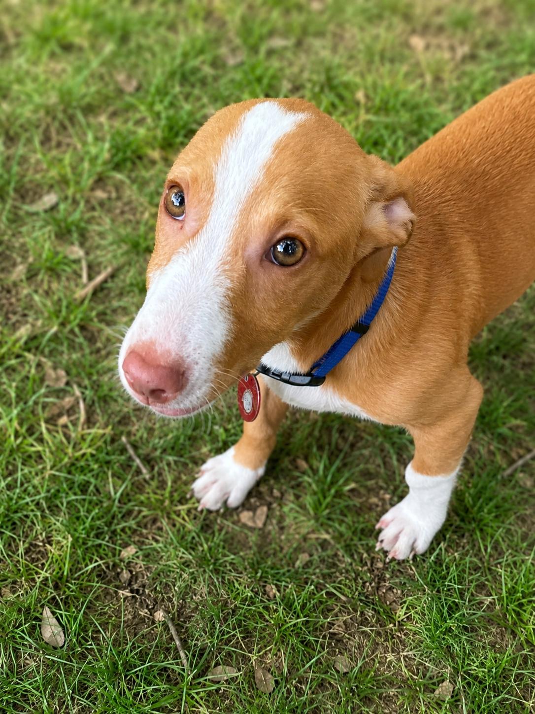 Roscoe, a Adopted mixed breed in Nashville, TN image 2/2