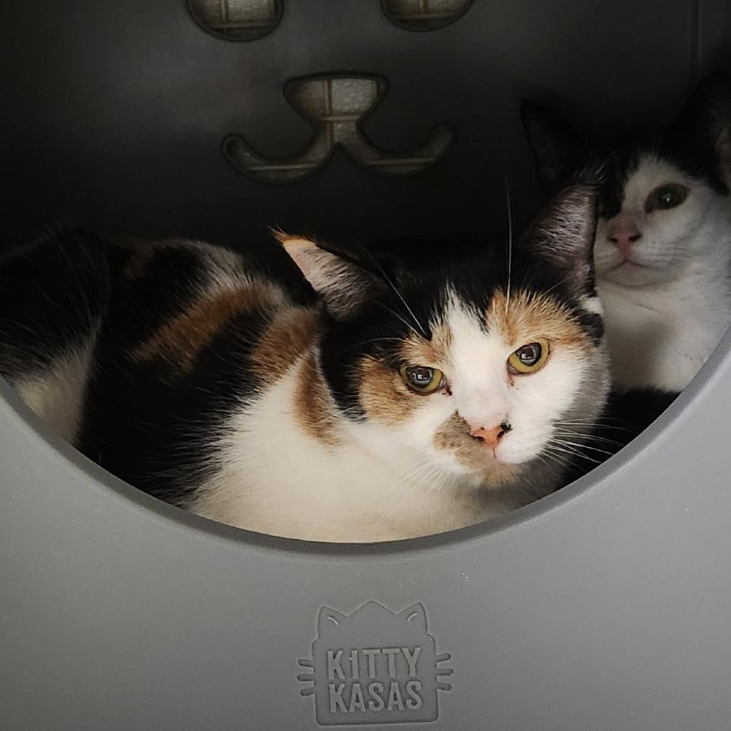 Enlarge Vicky, a Adoptable Domestic Short Hair in Watertown, NY image 1/2