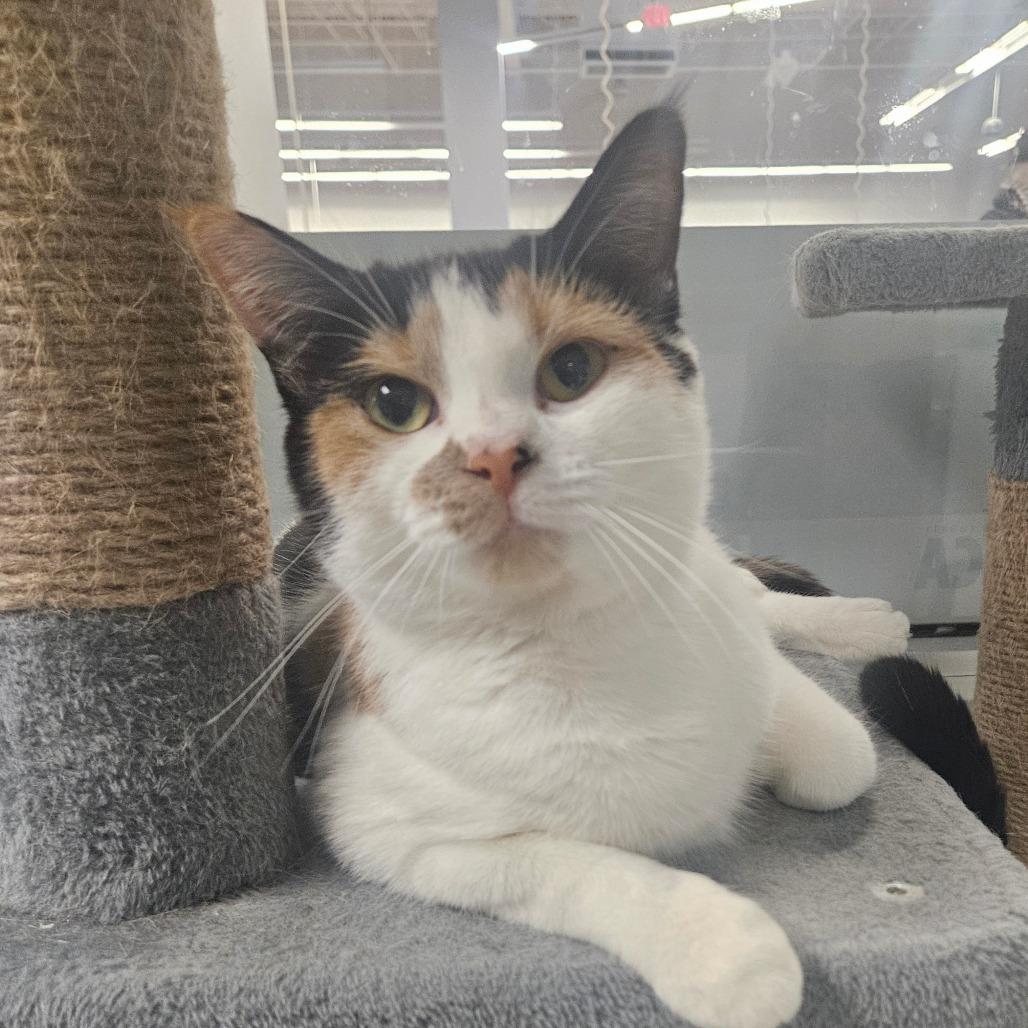 Enlarge Vicky, a Adoptable Domestic Short Hair in Watertown, NY image 2/2