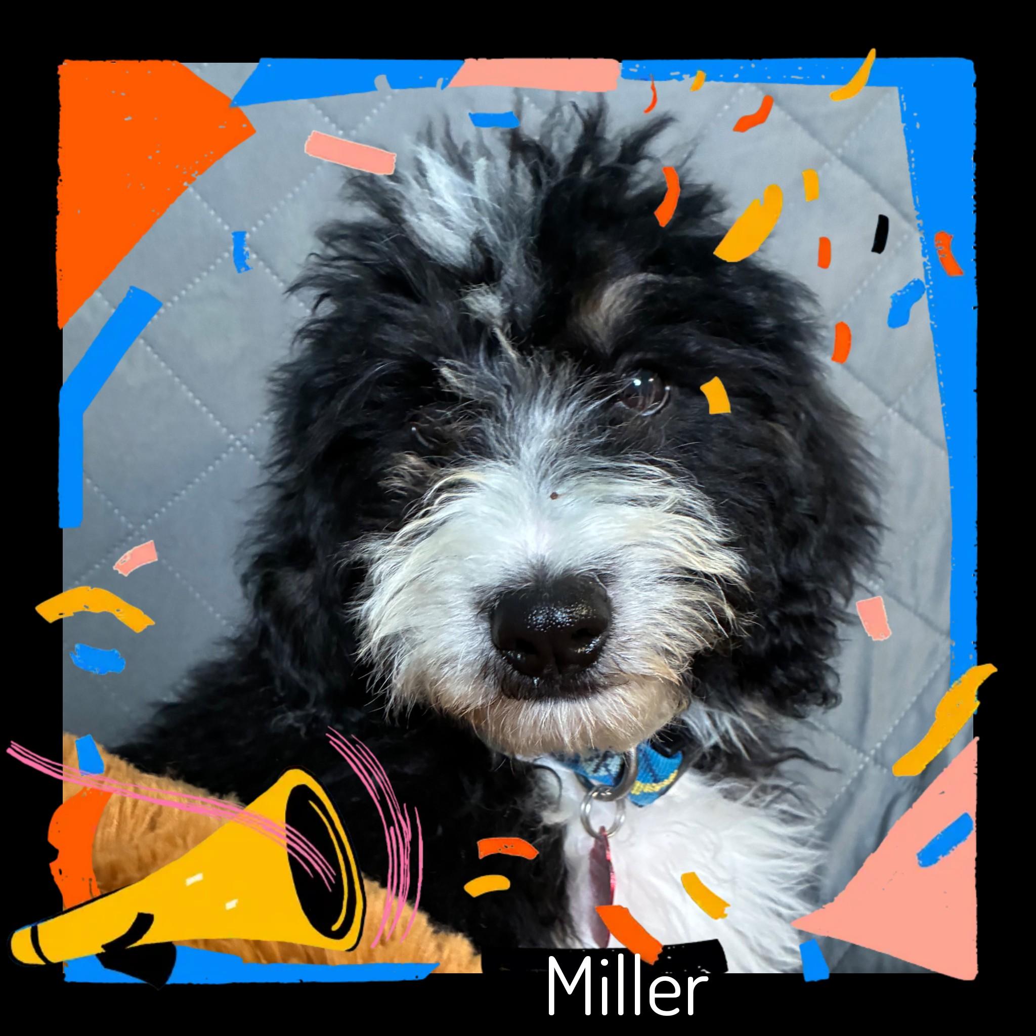 Enlarge Miller, an adopted Bernadoodle in Fredericksburg, VA image 3/6
