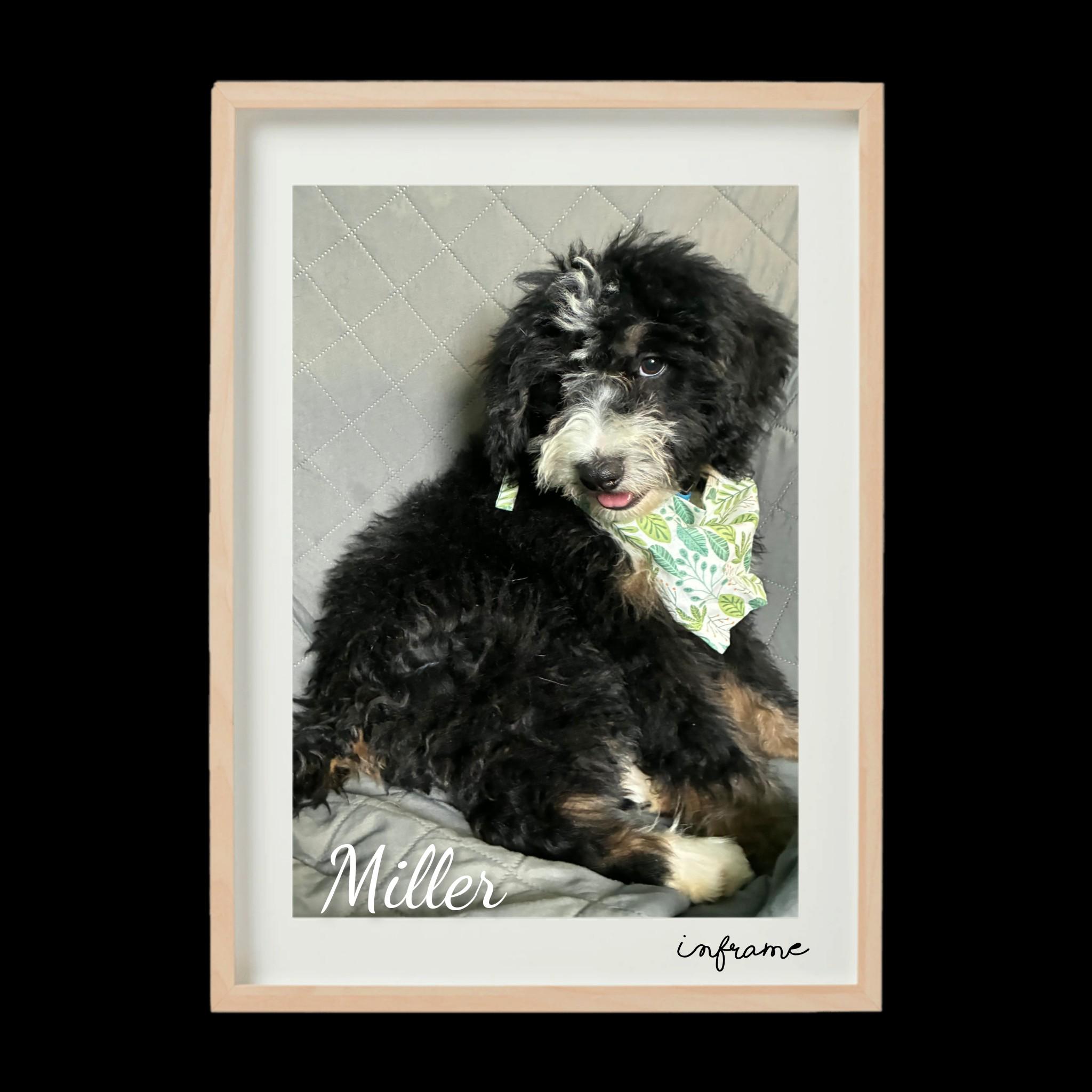 Enlarge Miller, an adopted Bernadoodle in Fredericksburg, VA image 5/6