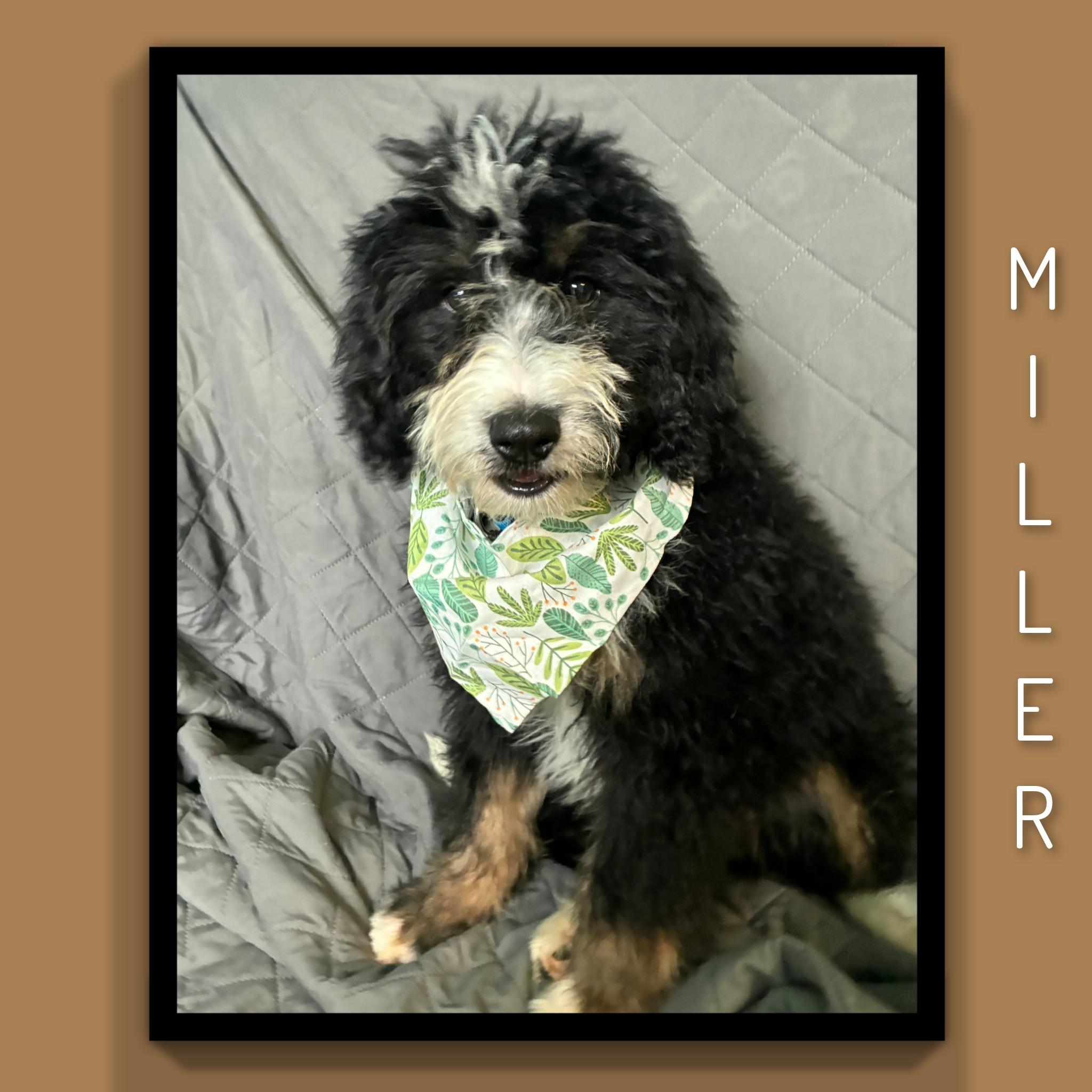 Enlarge Miller, an adopted Bernadoodle in Fredericksburg, VA image 6/6