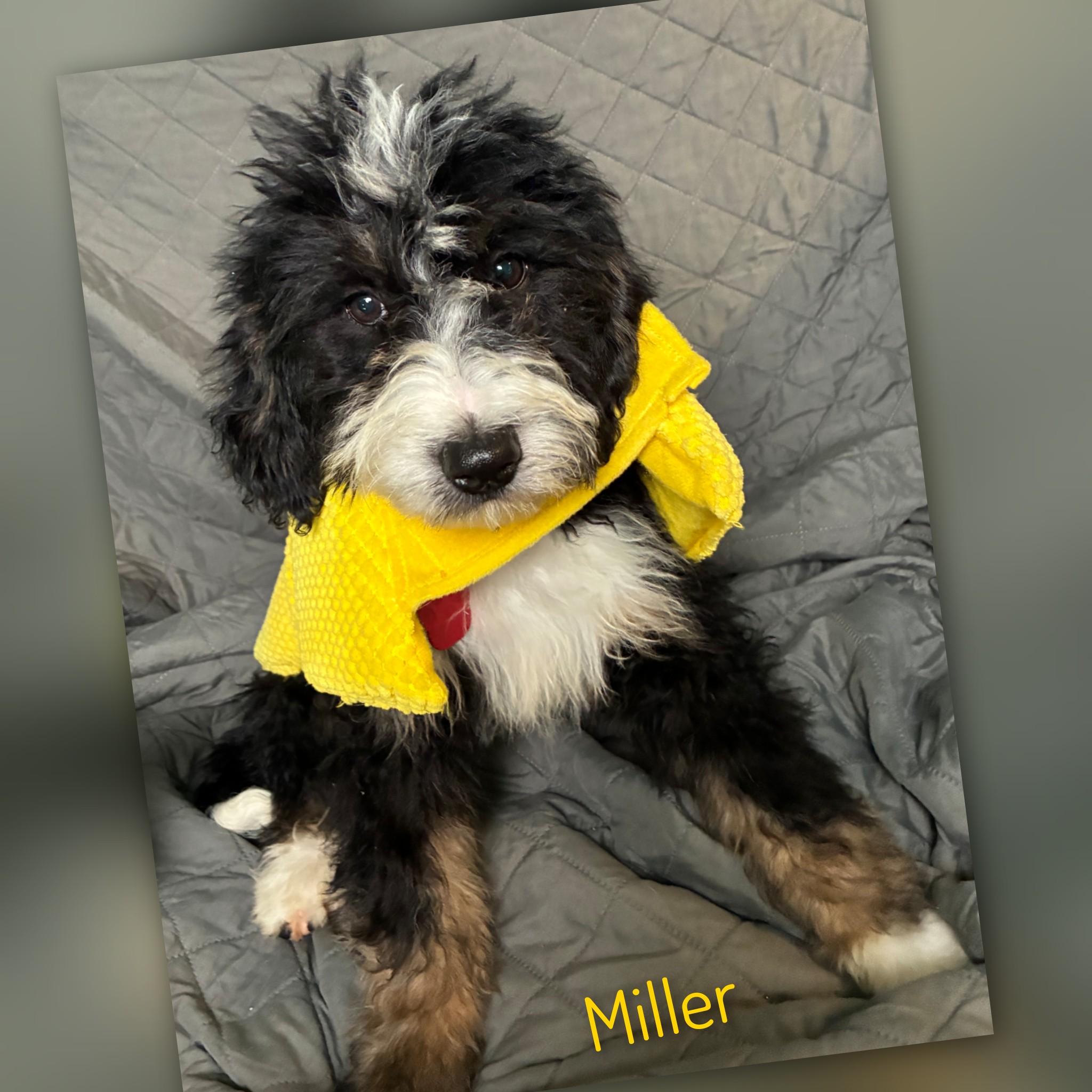 Enlarge Miller, an adopted Bernadoodle in Fredericksburg, VA image 2/6