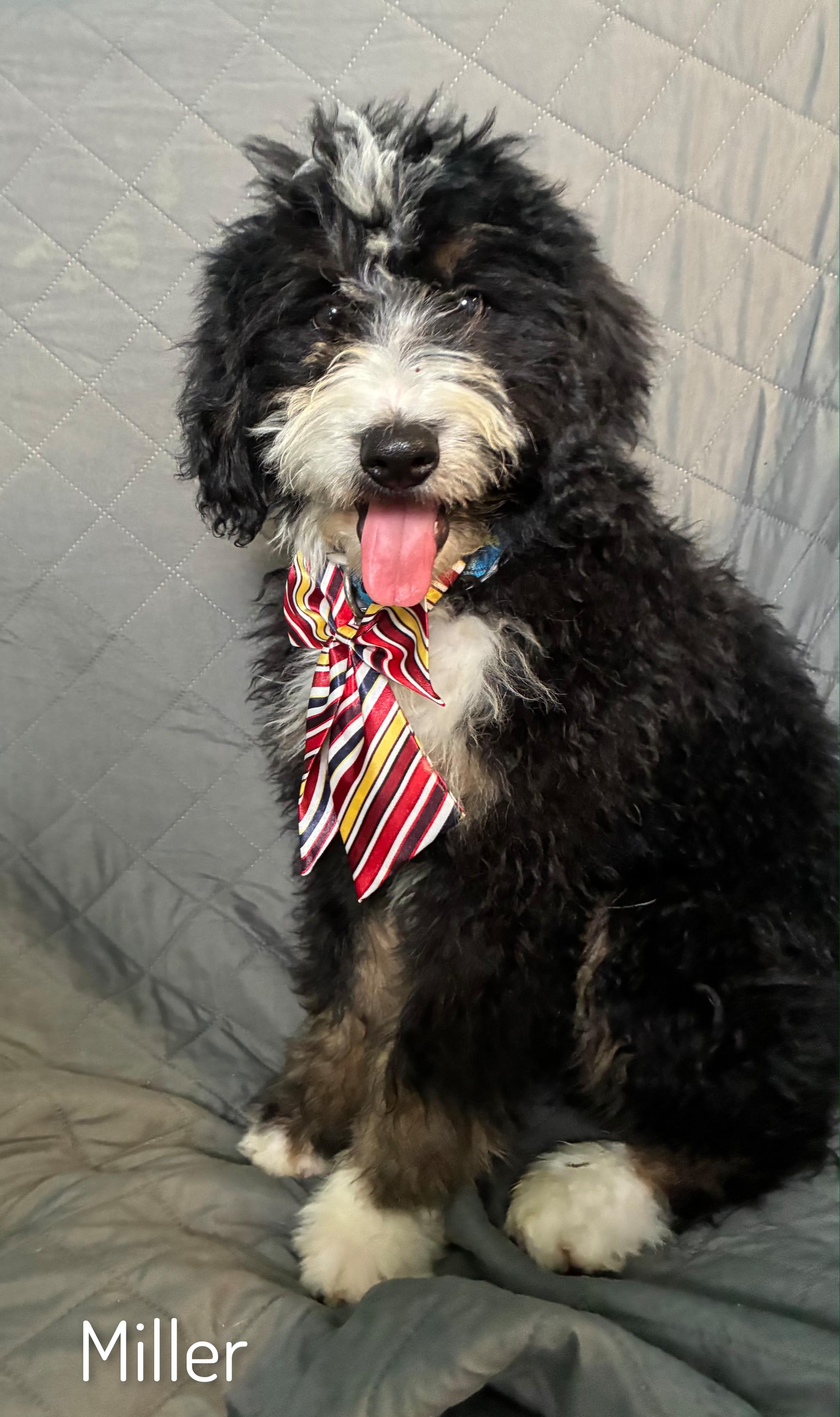 Enlarge Miller, an adopted Bernadoodle in Fredericksburg, VA image 4/6